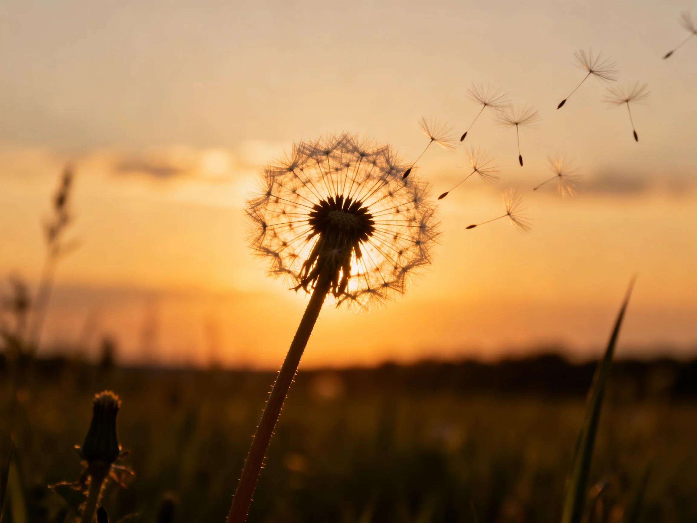Silhouetted dandelion with seeds dispersing at sunset