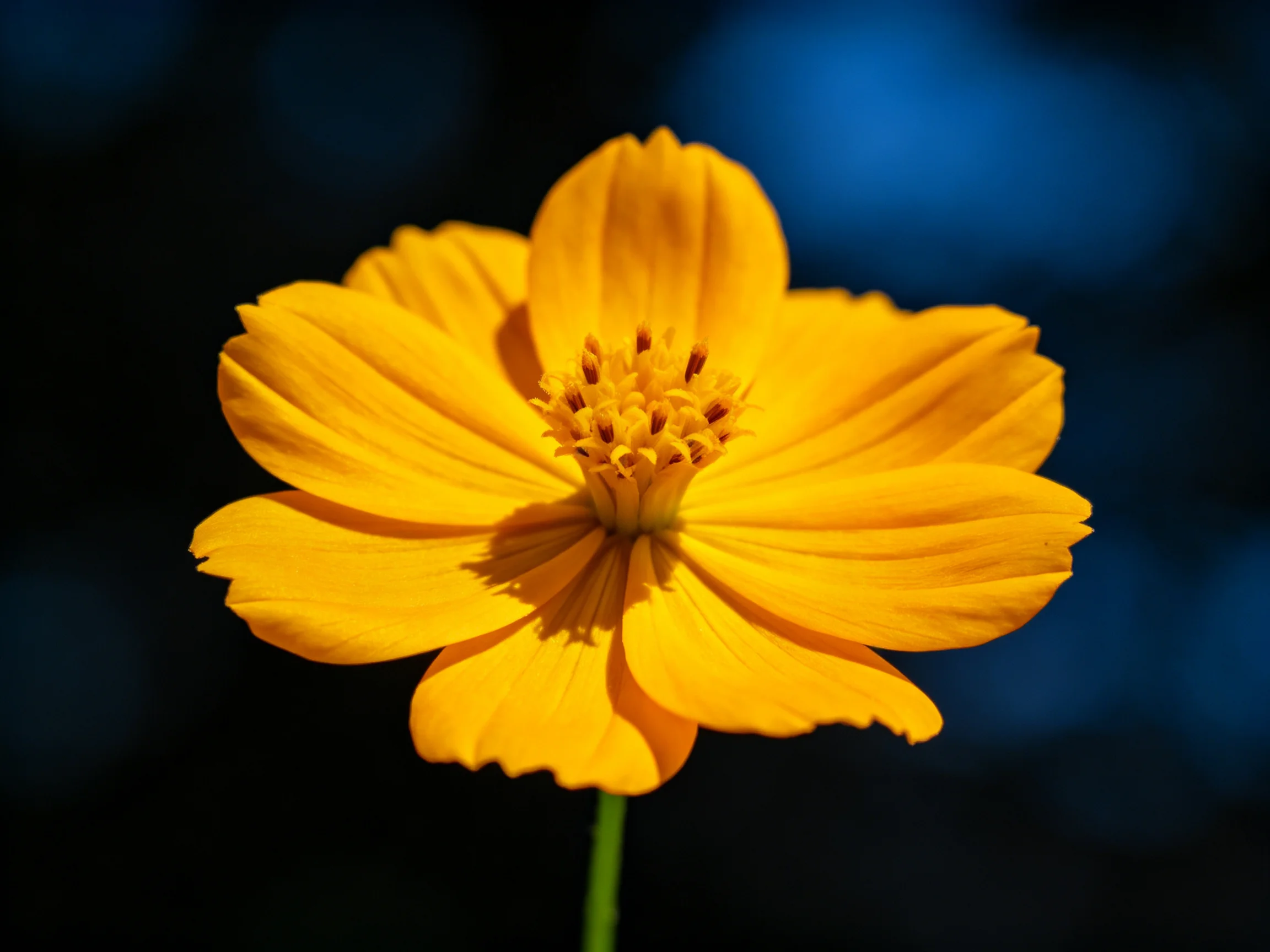 Single bright yellow flower against dark blue blurred backdrop