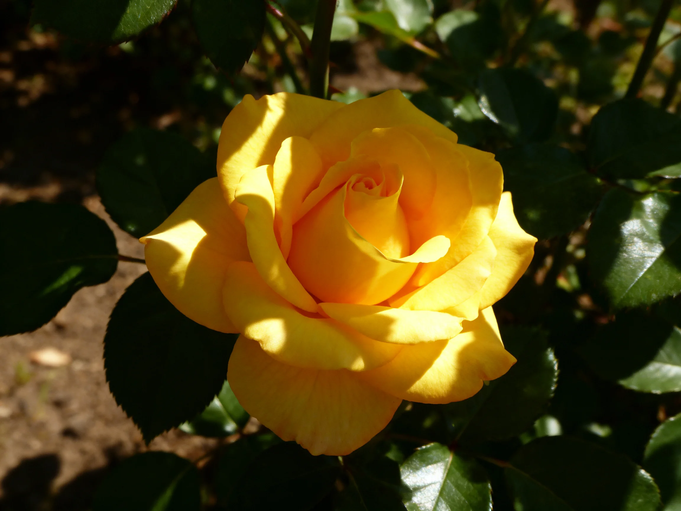 Single bright yellow rose blooming among dark green leaves under sunlight