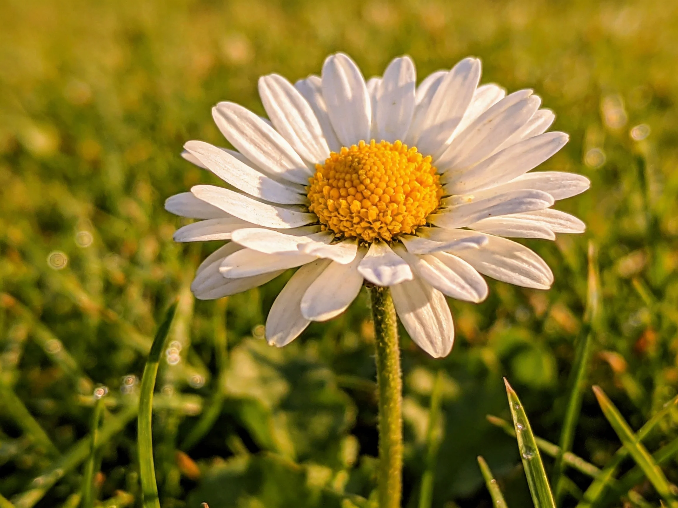 Single daisy with white petals and golden center amid green grass