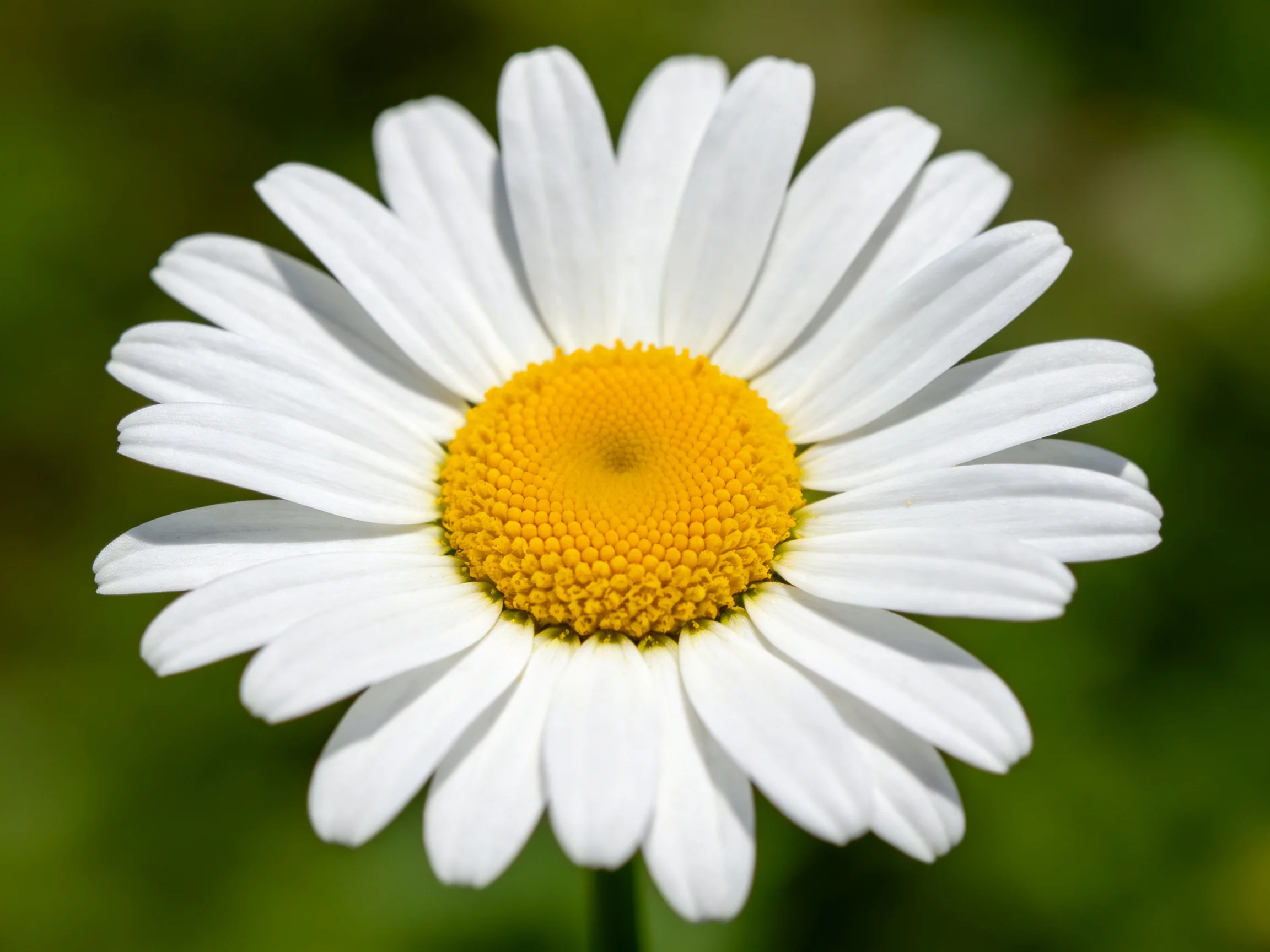 Single daisy with white petals and yellow center