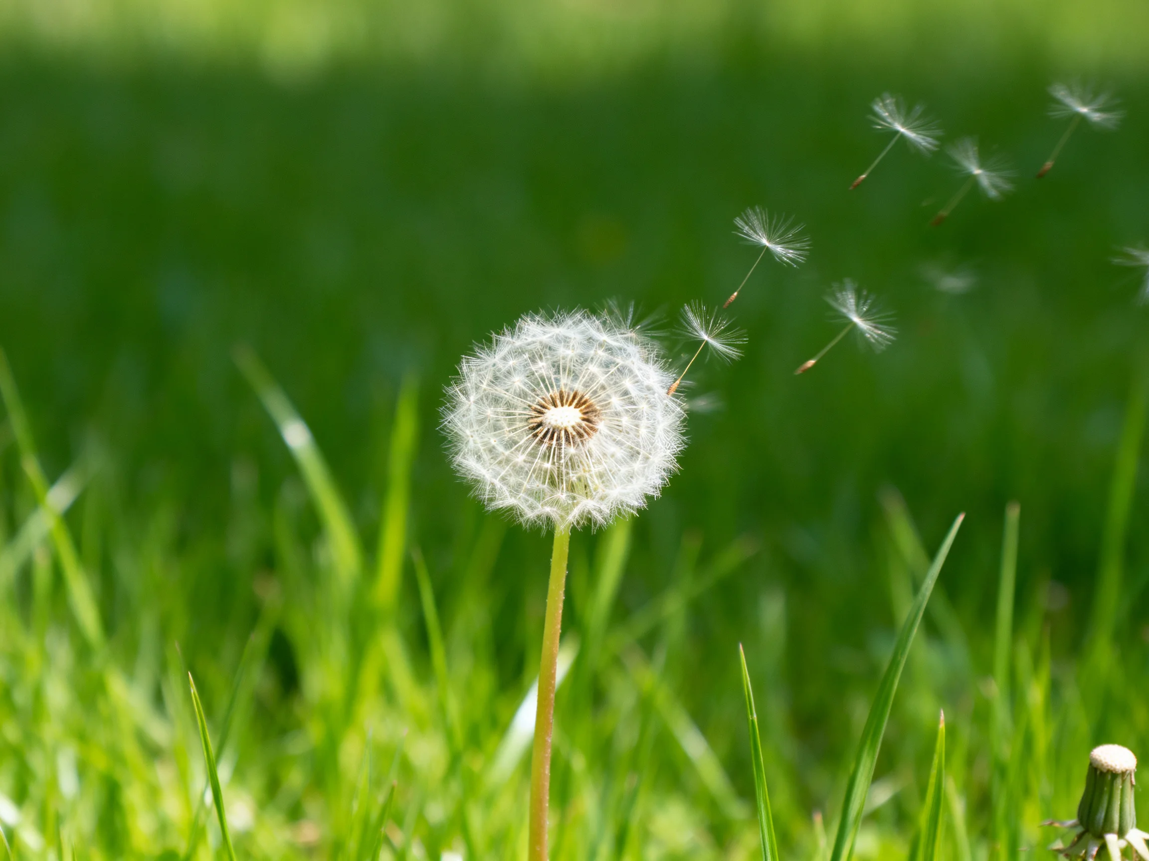Single dandelion seed head with floating seeds in lush green grass