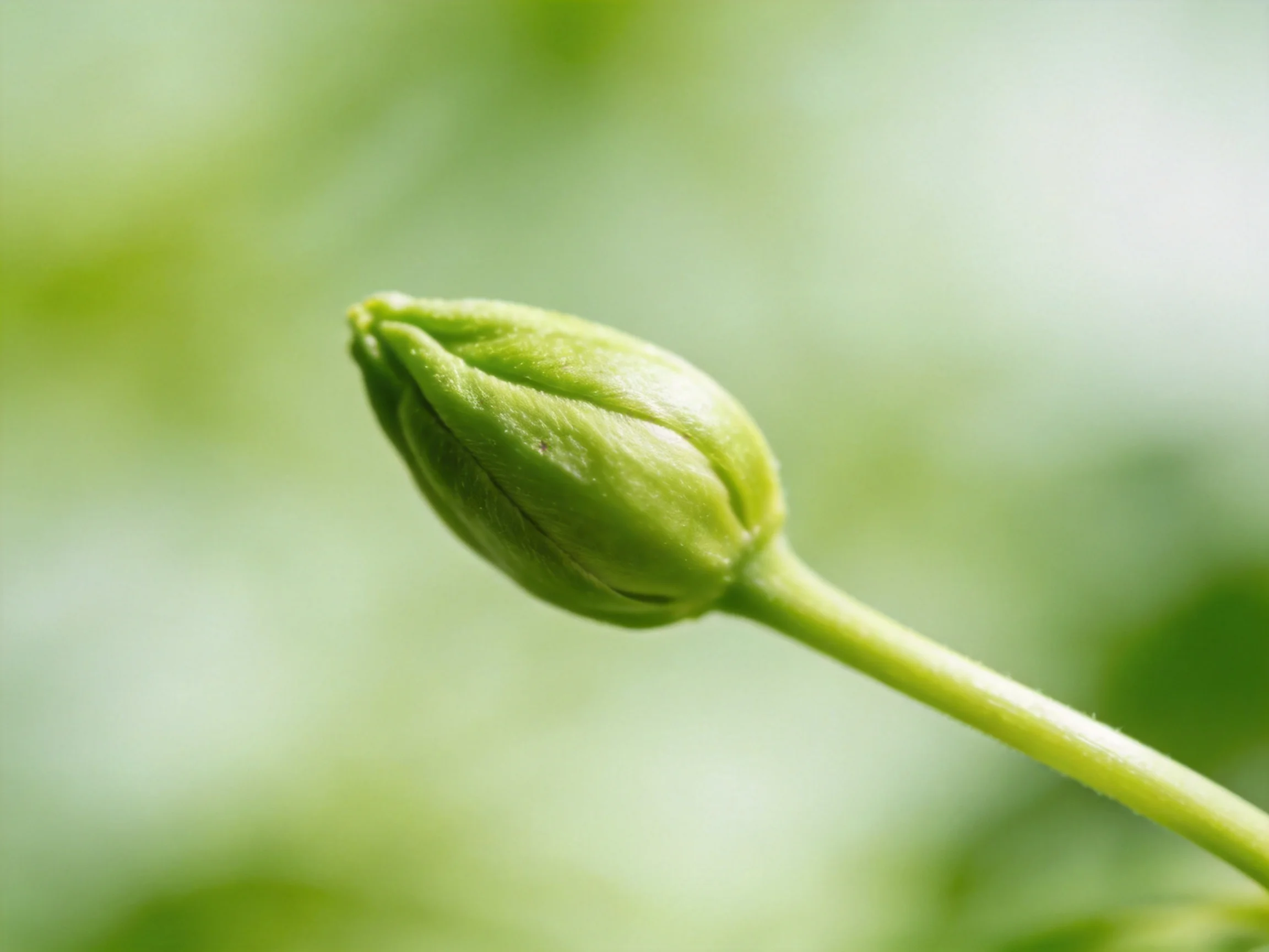 Single green flower bud with slender stem against blurred green backdrop