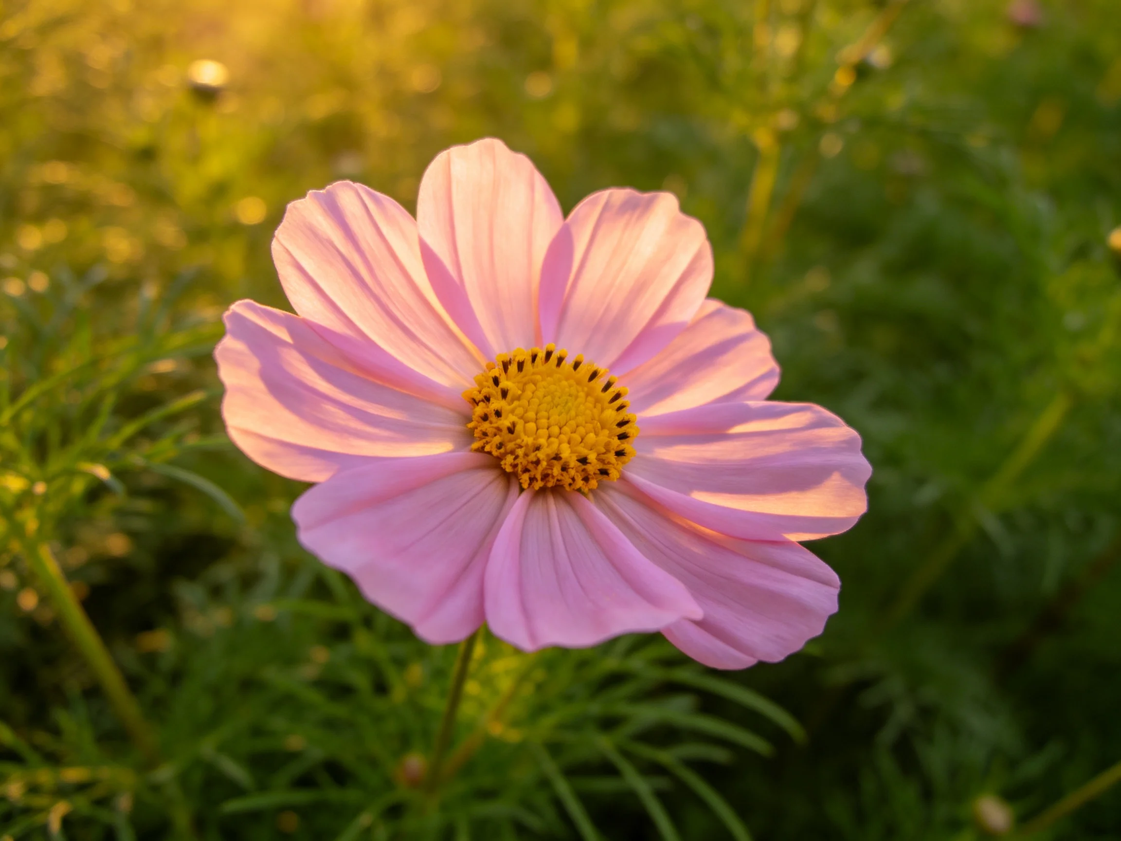 Single pink cosmos flower illuminated by golden sunlight