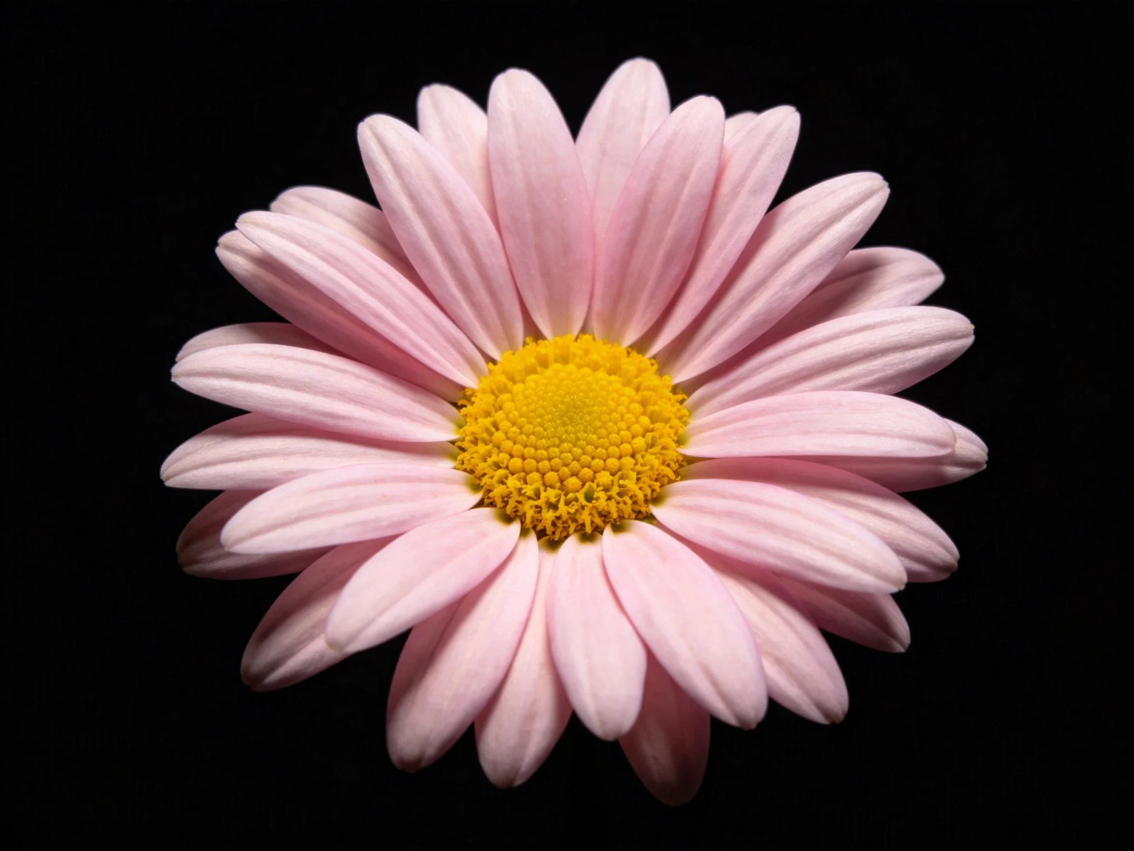 Single pink daisy with vibrant yellow center against black backdrop