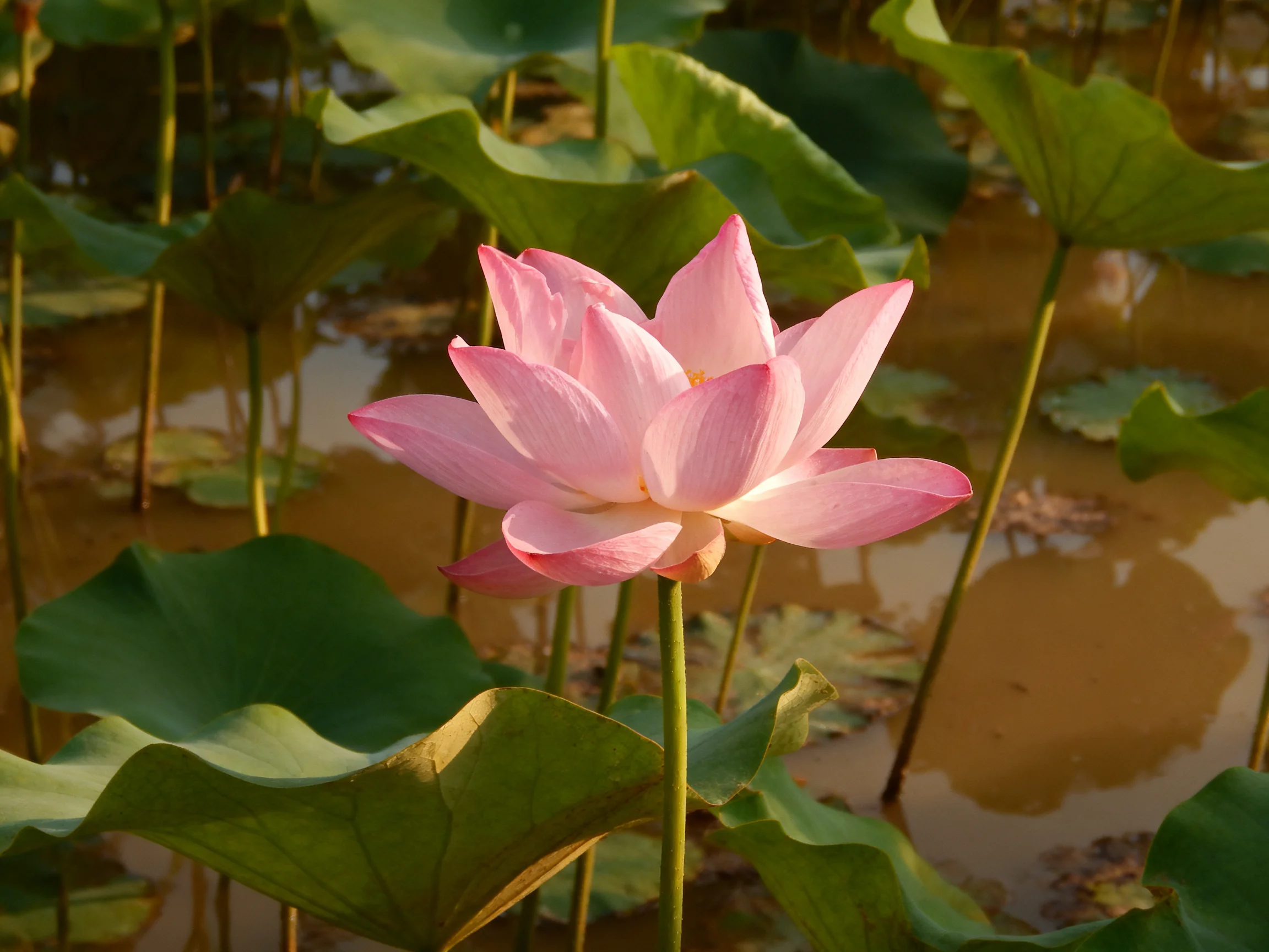 Single pink lotus flower among broad green leaves in calm water