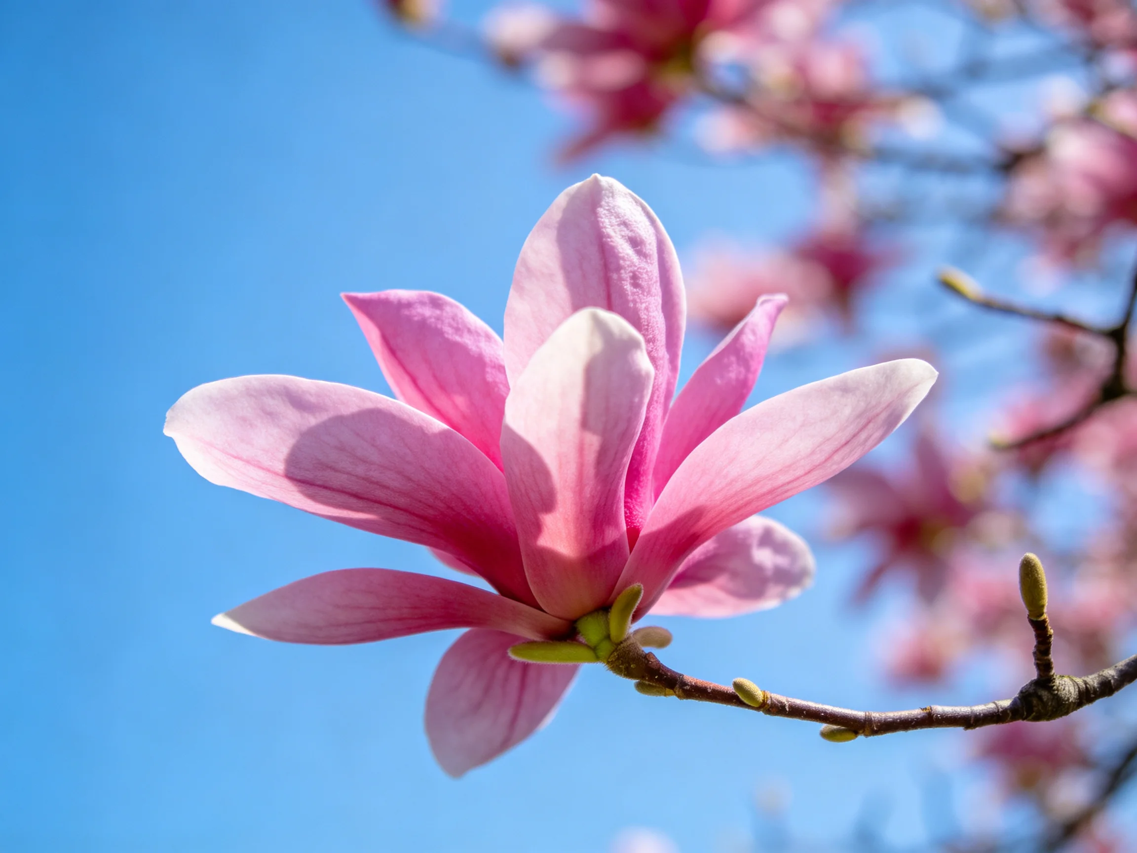 Single pink magnolia flower in sharp focus with blurred pink blossoms and clear blue sky