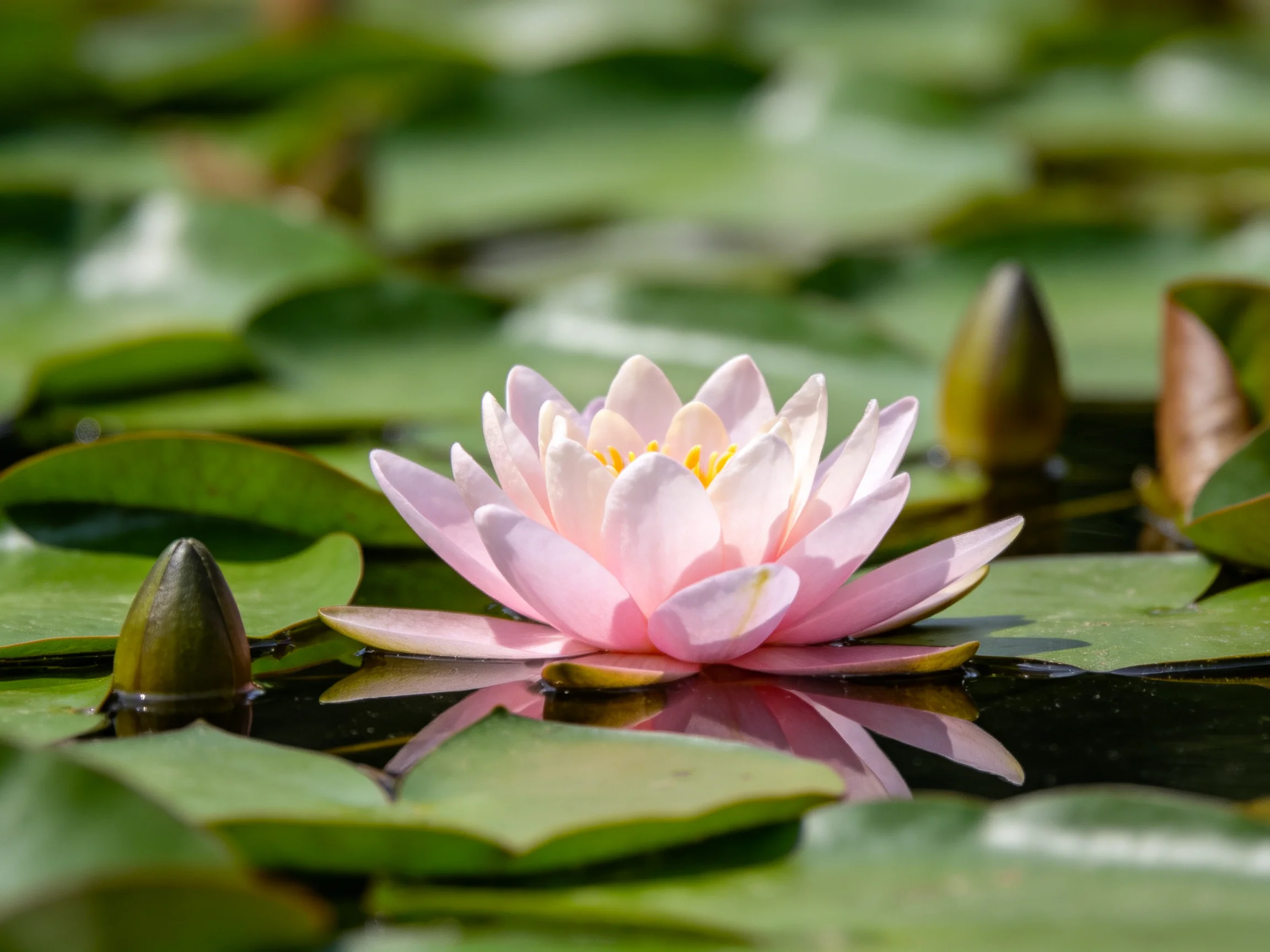 Single pink water lily among green lily pads on calm water