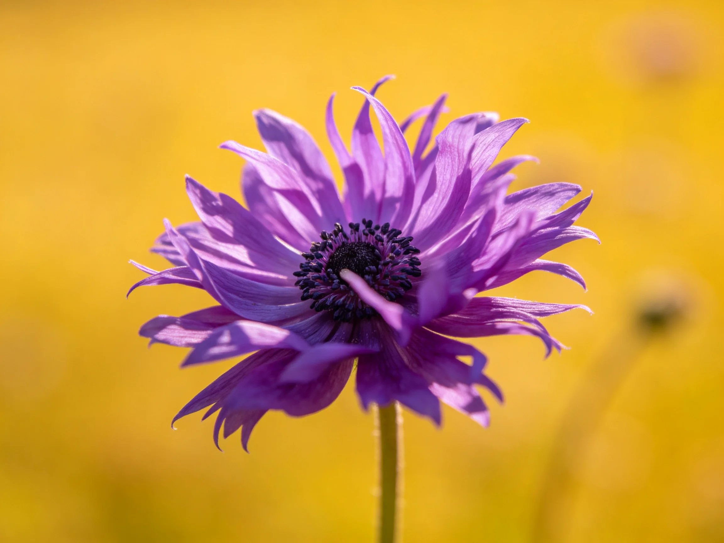 Single purple anemone flower against golden-yellow blurred background