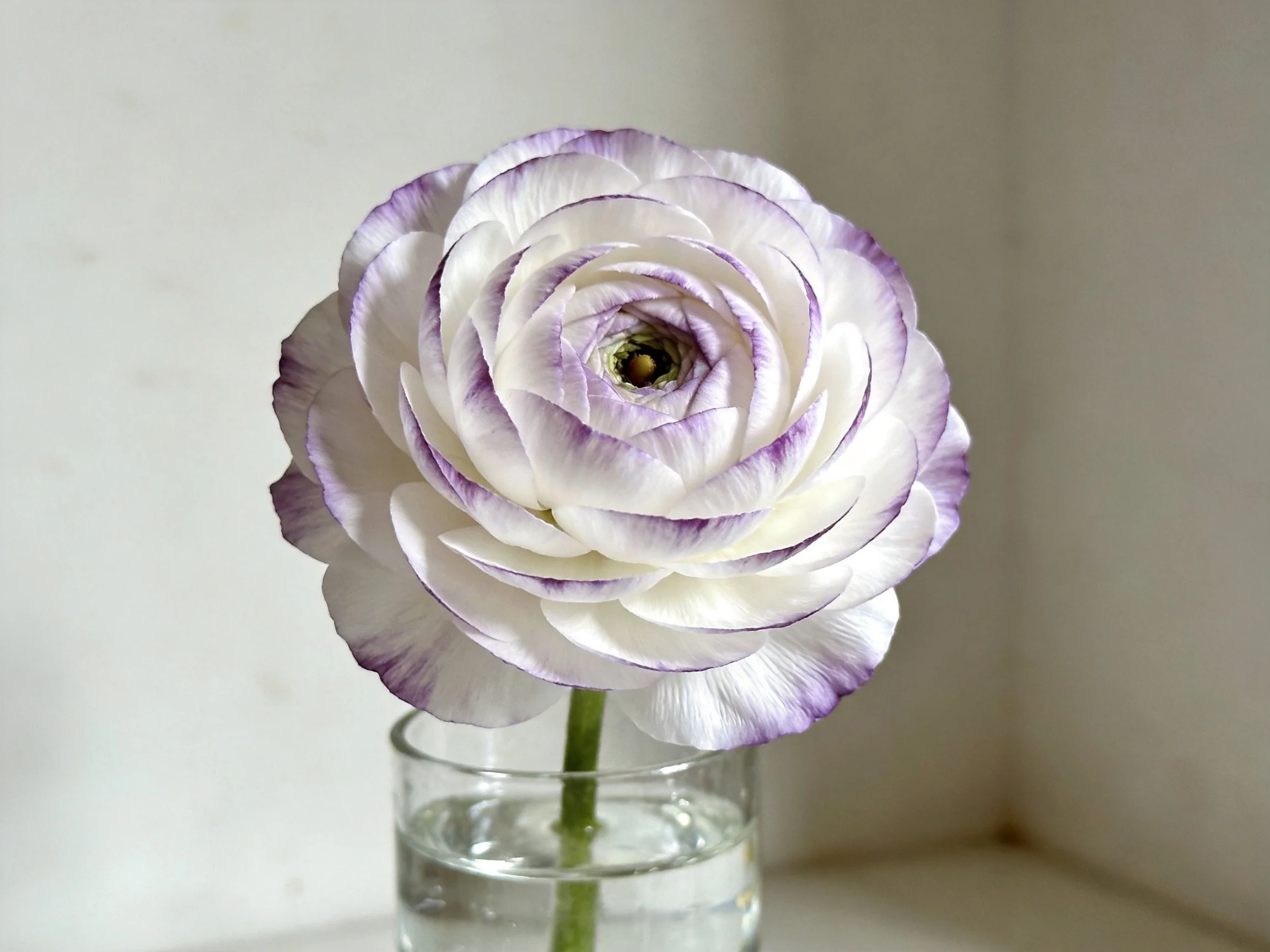 Single ranunculus flower with purple-edged petals