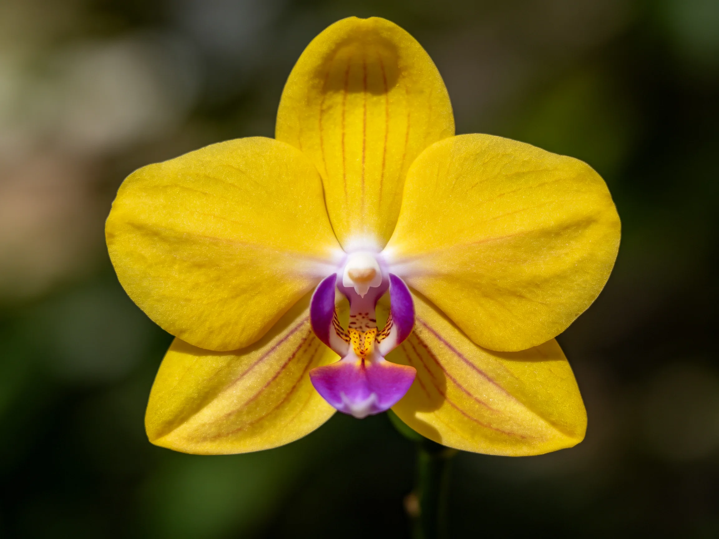Single vibrant yellow orchid with deep purple central bloom
