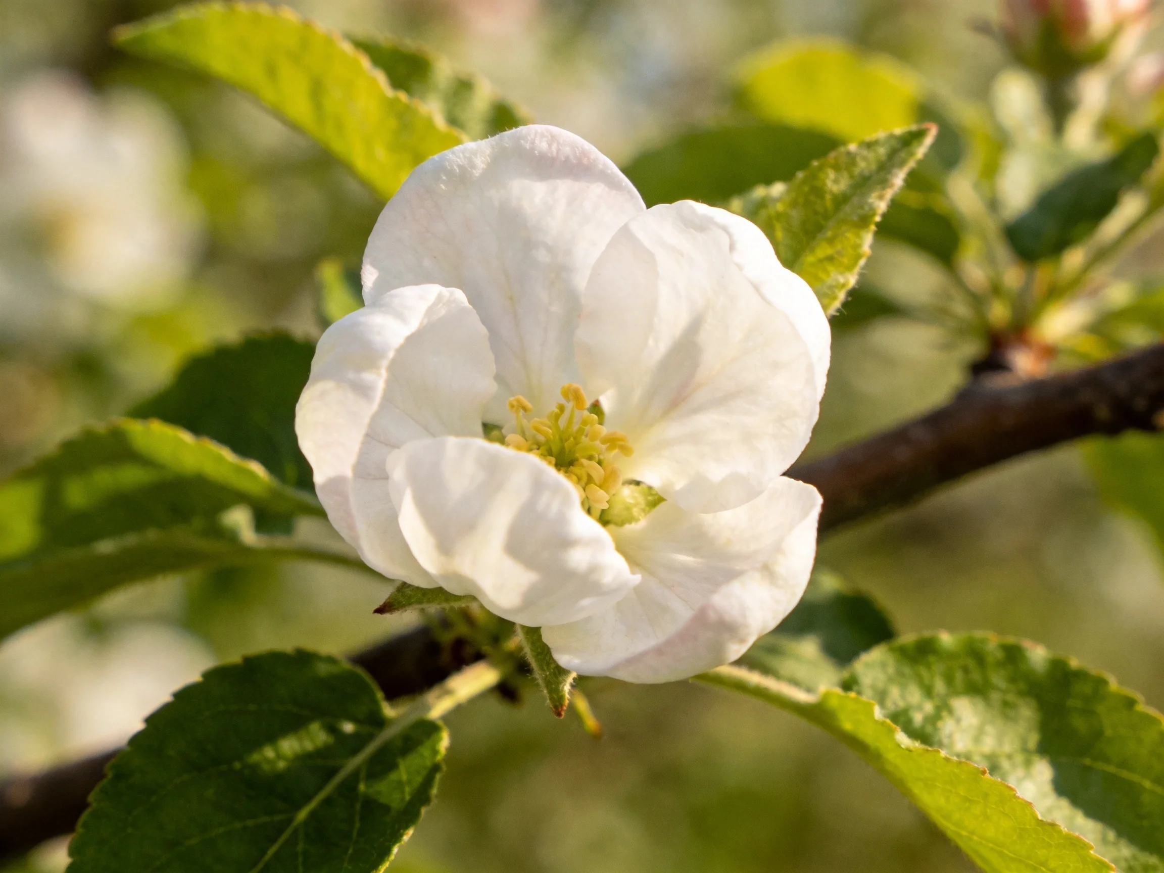 Single white apple blossom with lush green foliage