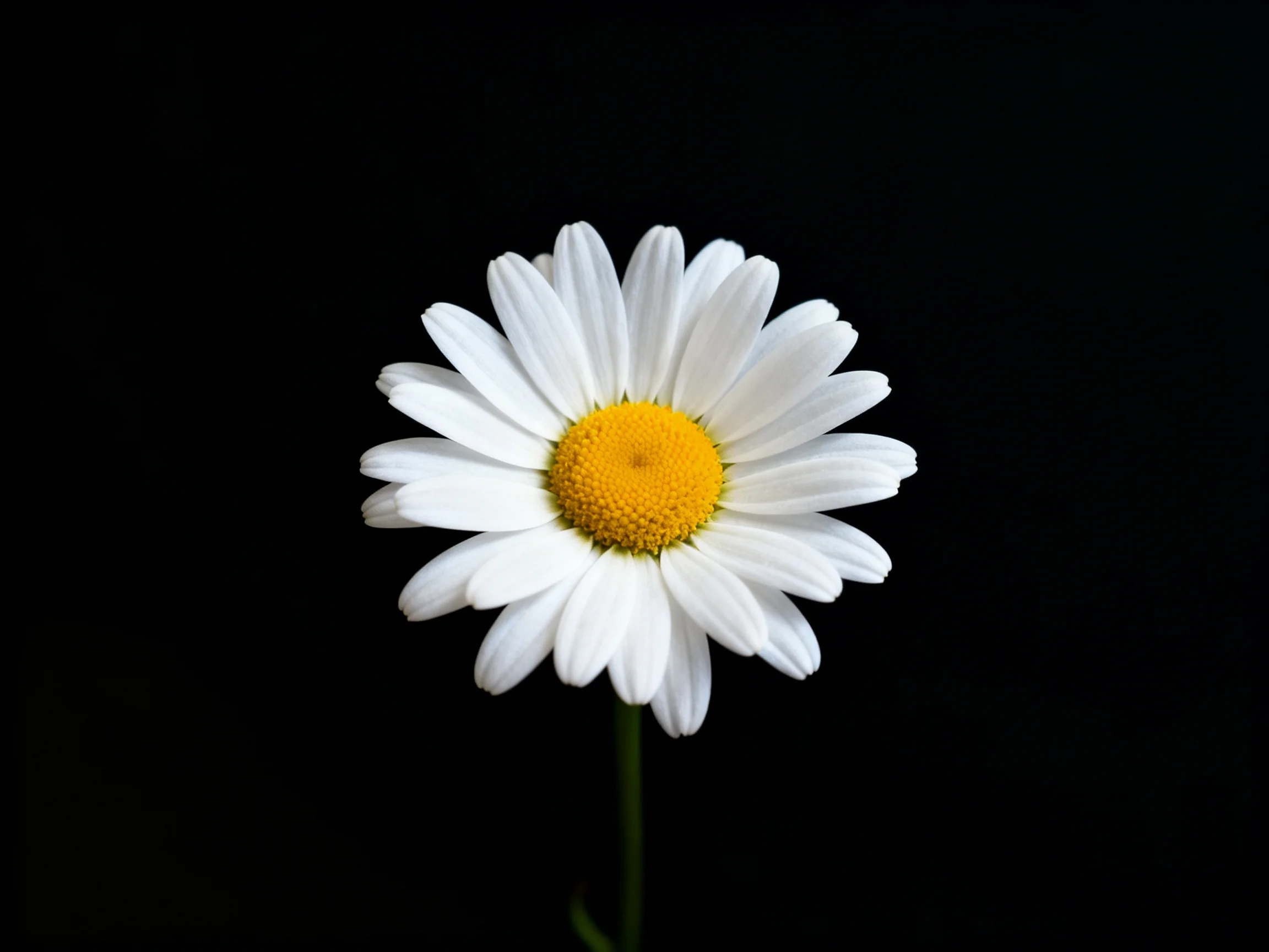 Single white daisy with bright yellow center against a black backdrop
