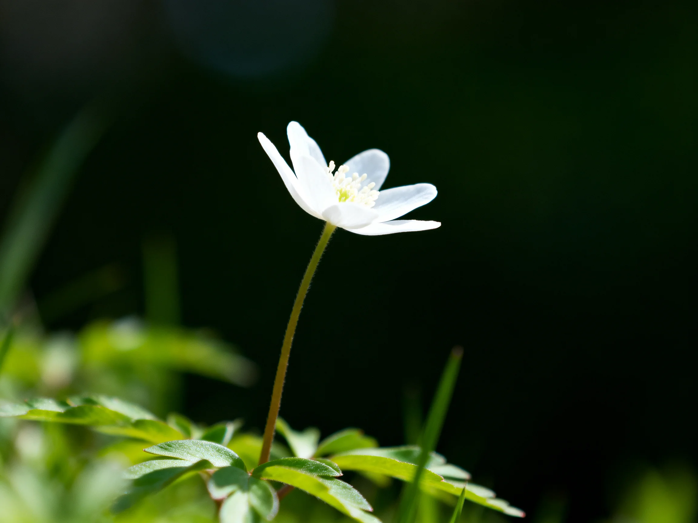 Single white flower stands amid lush green foliage under soft sunlight