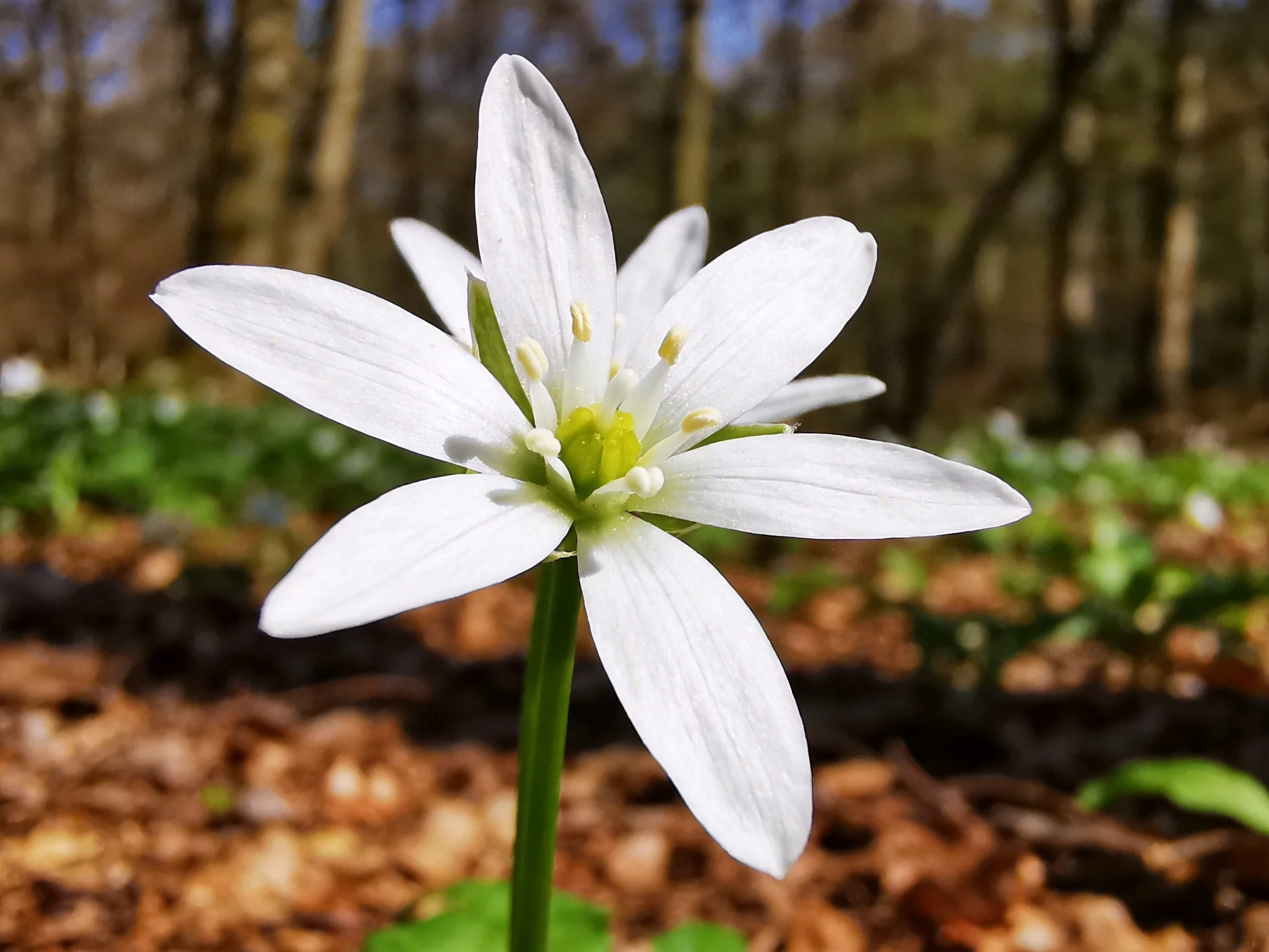Single white star - shaped flower blooms in sunlit woodland