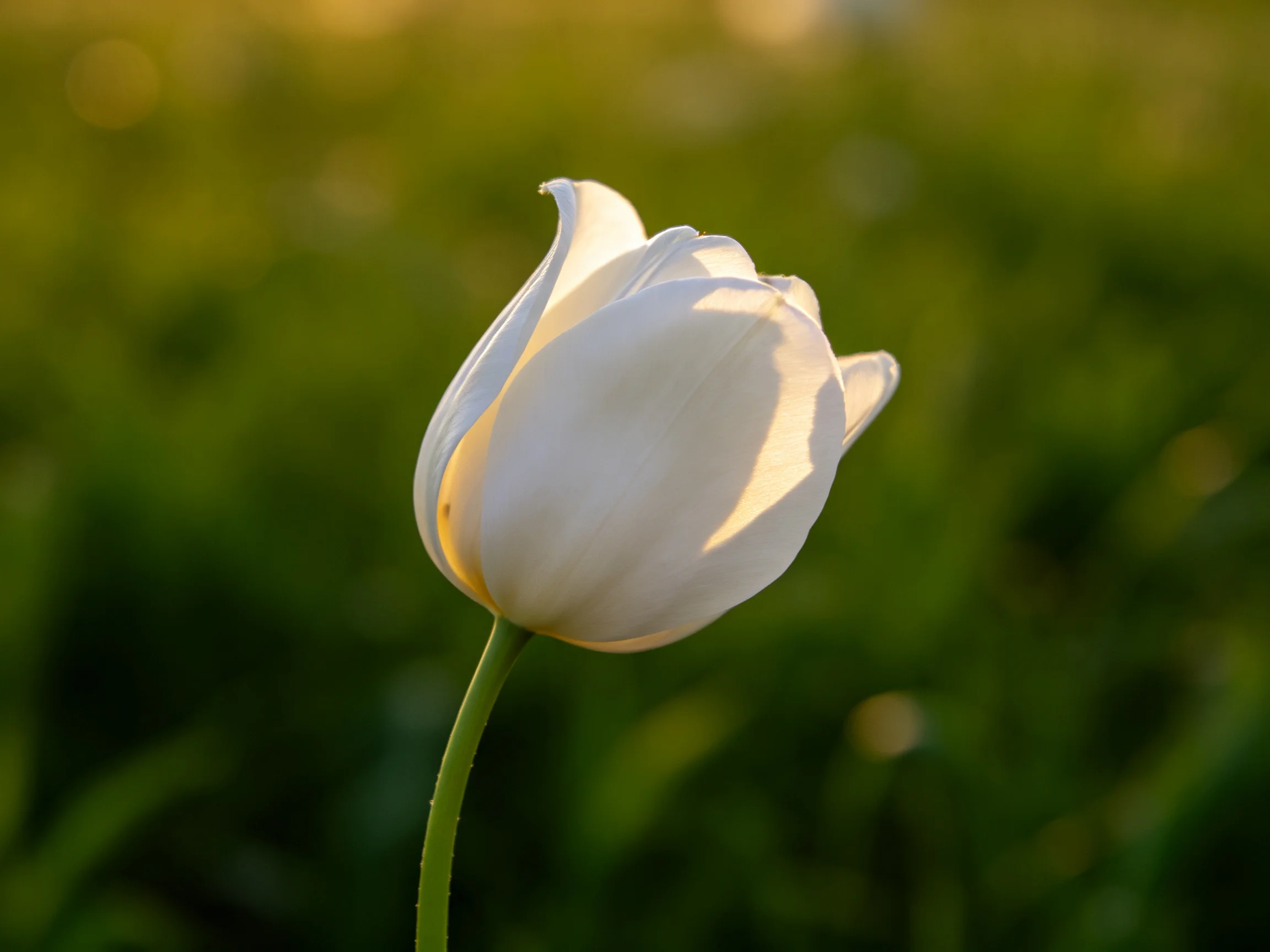 Single white tulip glowing under golden light with blurred green backdrop