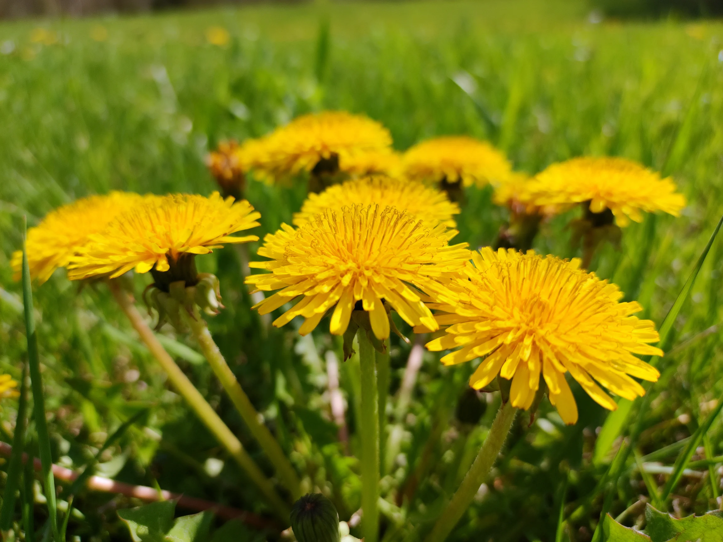 Six bright yellow dandelions bloom among lush green grass