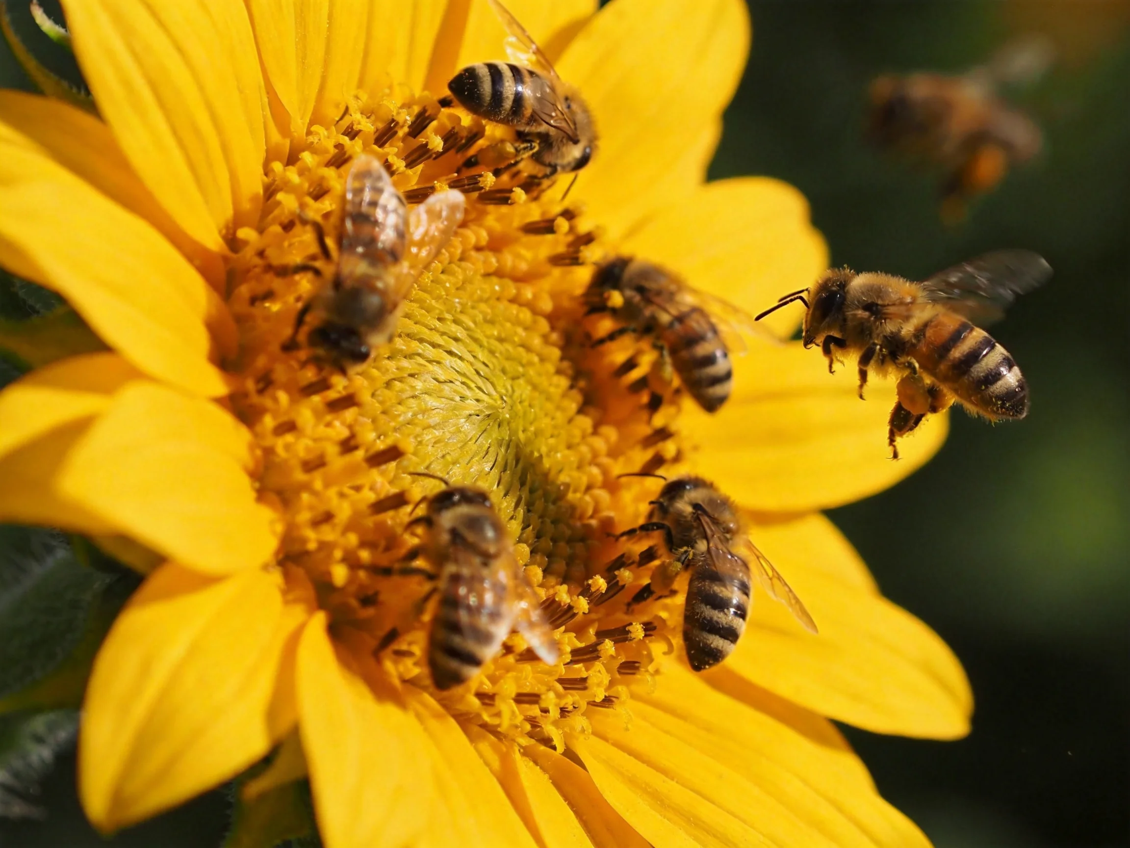 Six honeybees gather nectar from a bright yellow sunflower