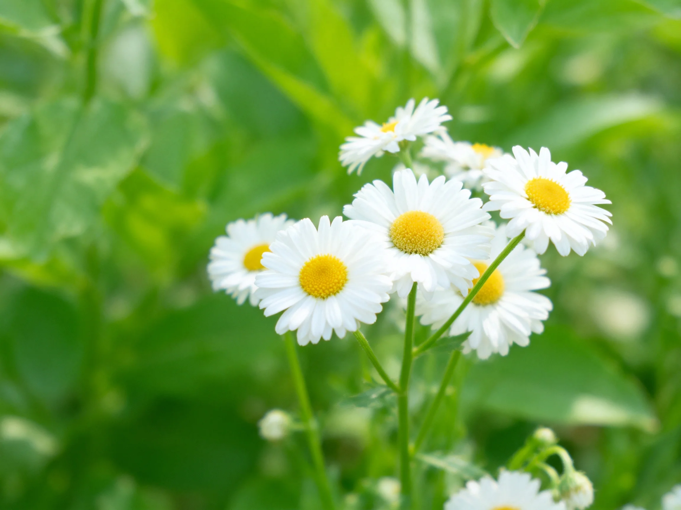 Six white daisies with yellow centers amid lush green foliage