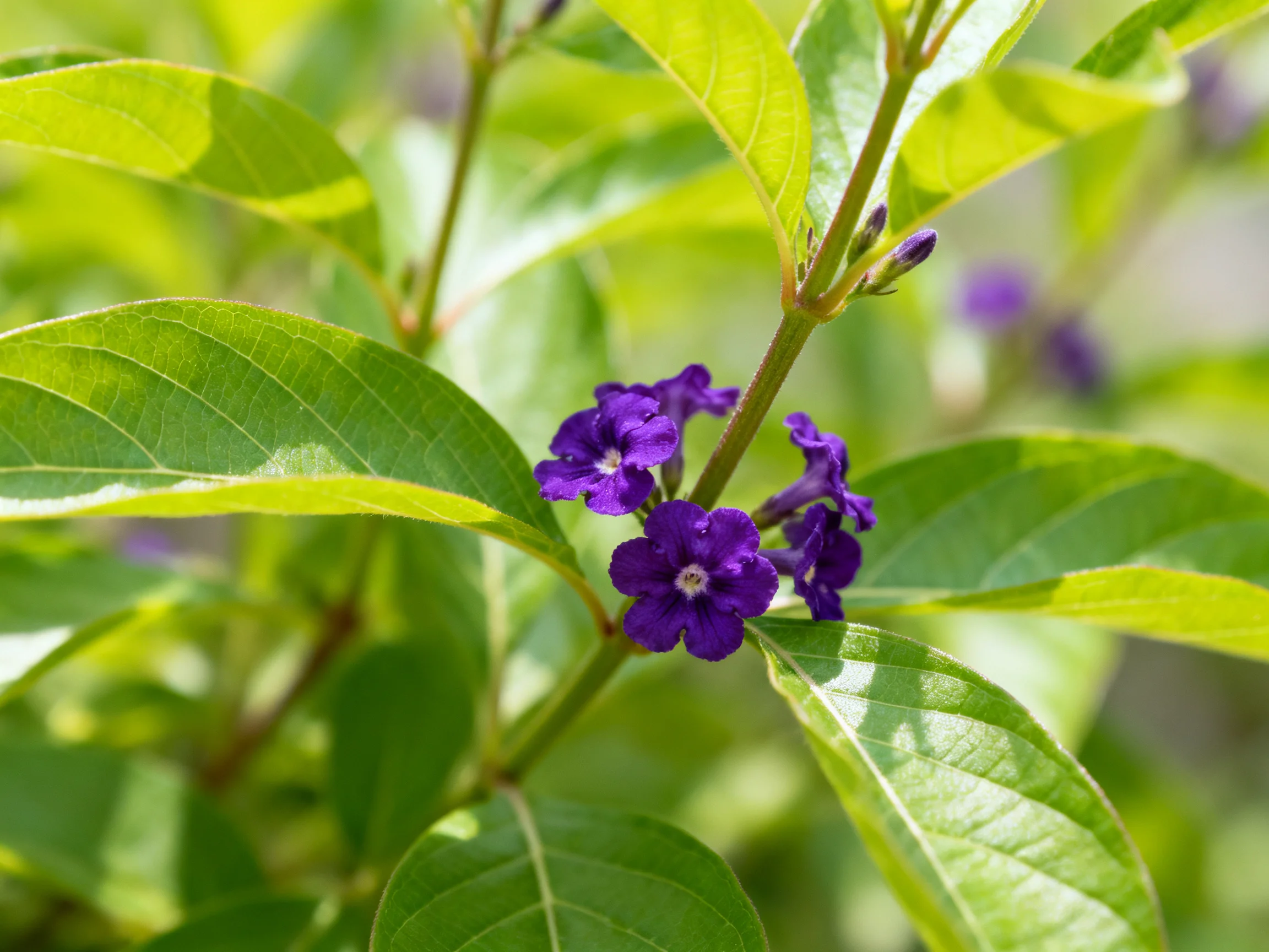 Small vibrant purple flowers cluster amid lush green leaves