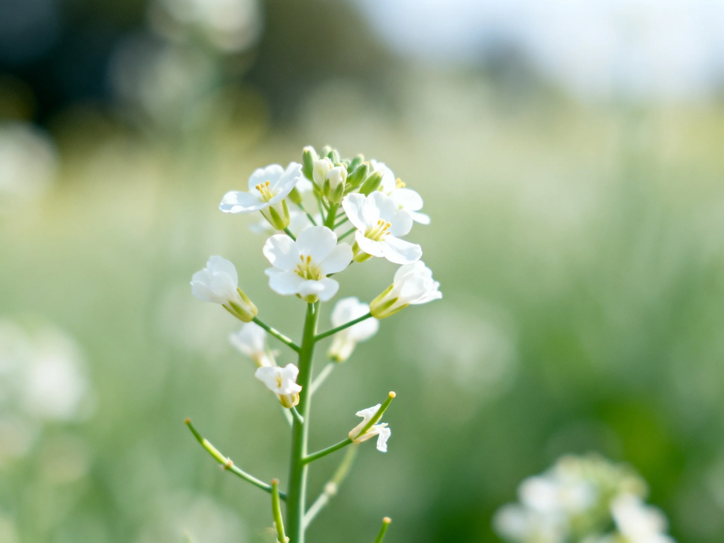 Small white flowers with green stems amidst a soft green bokeh background