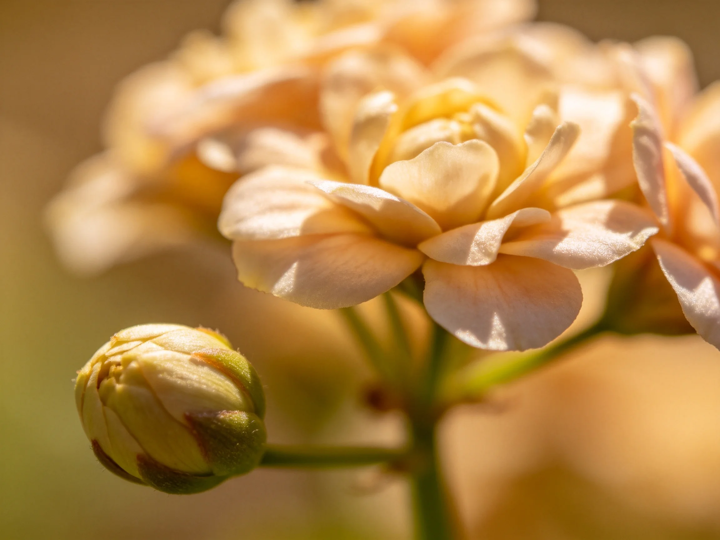 Soft peach blooms and a budding flower illuminated by warm light