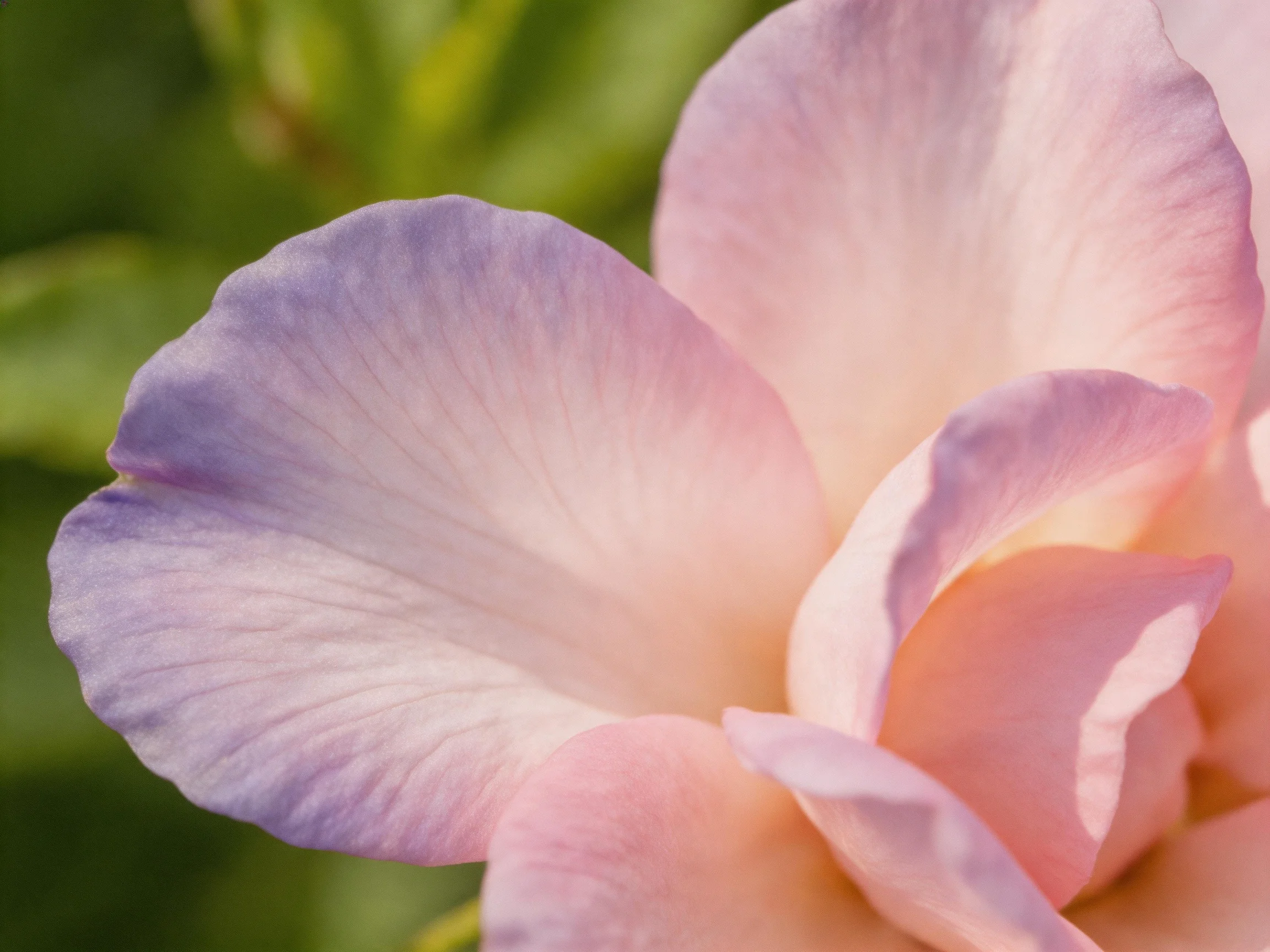 Soft pink and lavender flower petals in close - up with blurred green background