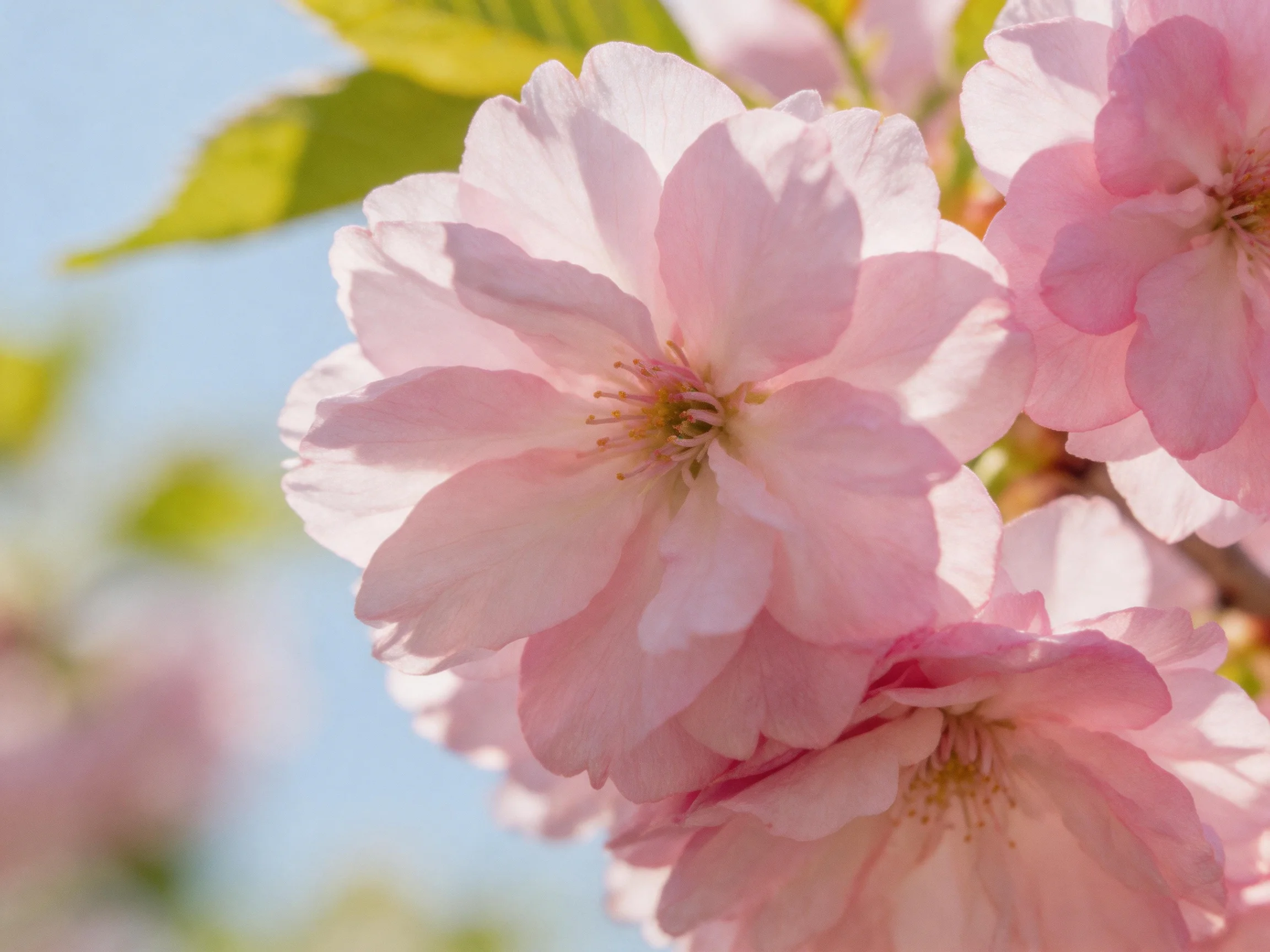 Soft pink cherry blossom blooms with layered petals and green foliage under bright daylight