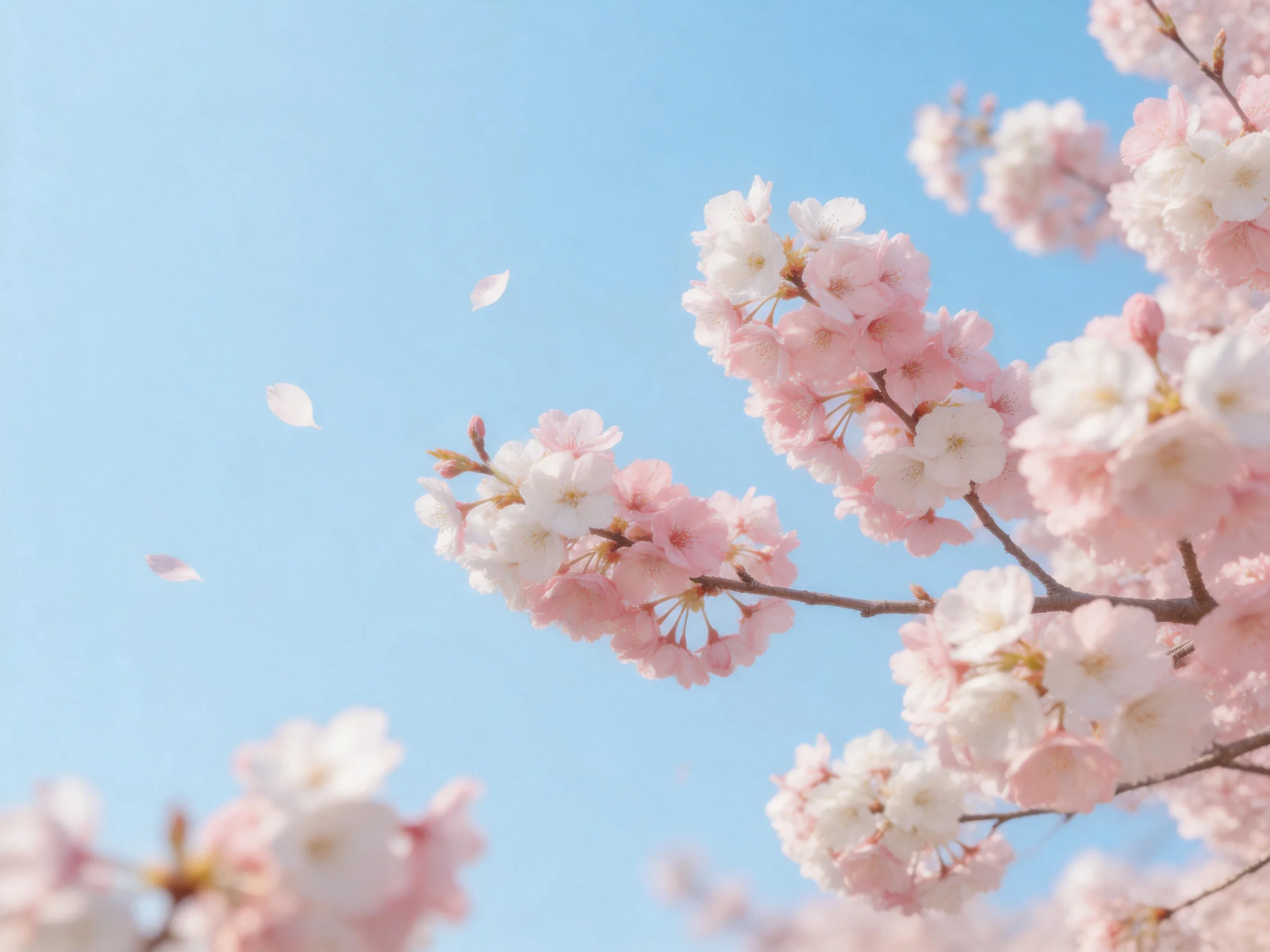 Soft pink cherry blossom clusters with falling petals under clear blue sky