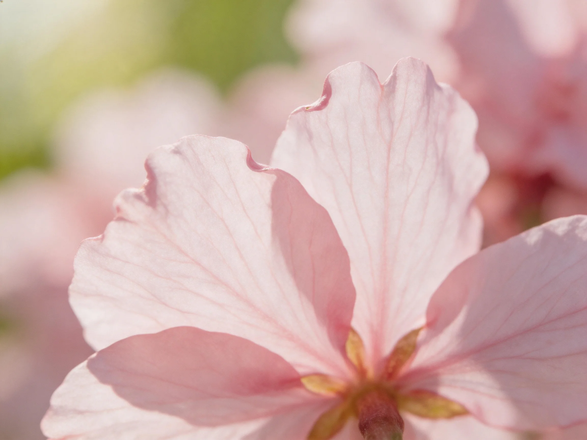 Soft pink cherry blossom petals with blurred green backdrop