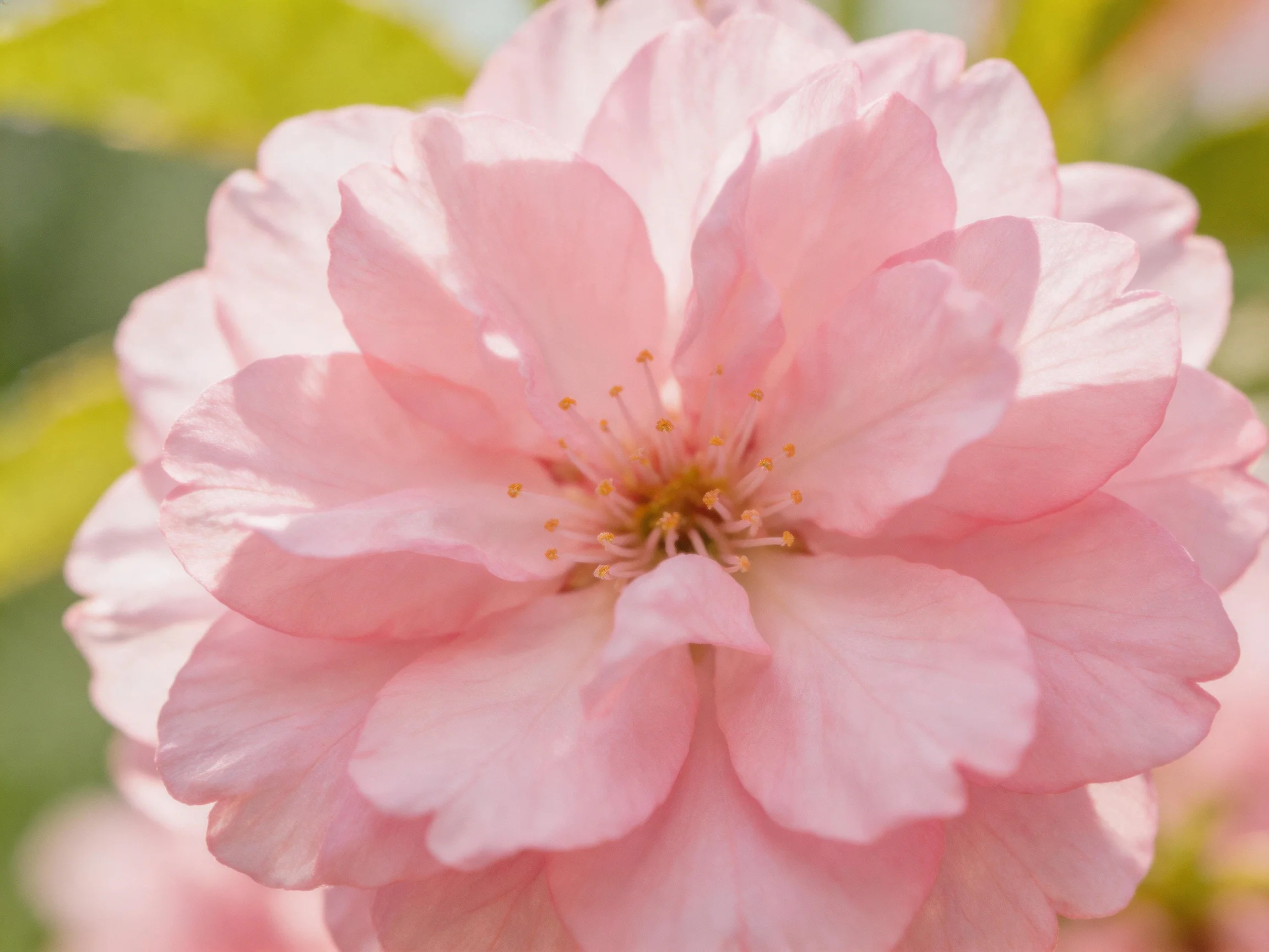 Soft pink cherry blossom with layered petals in close-up