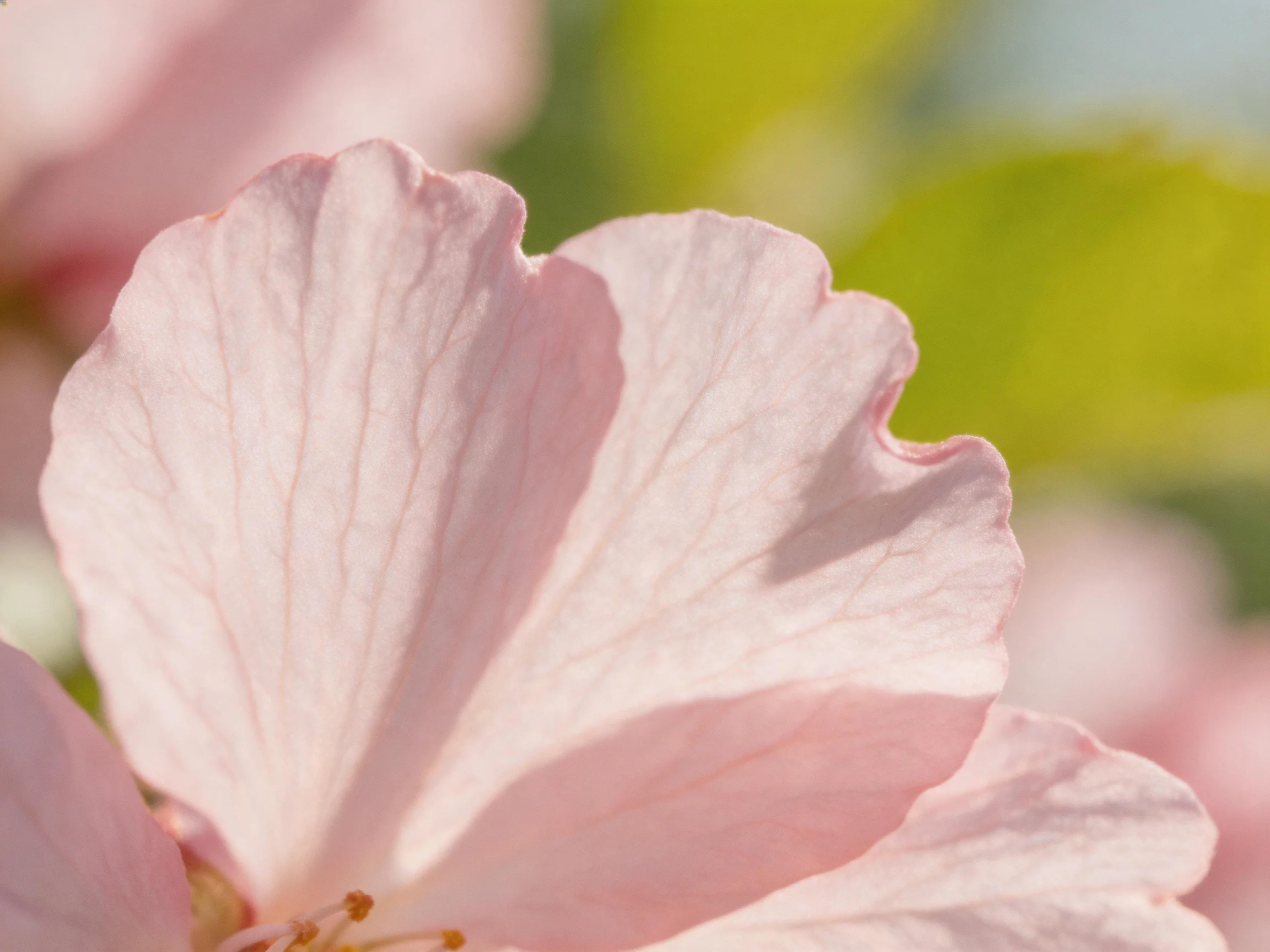 Soft pink flower petals with gentle lighting and blurred green backdrop
