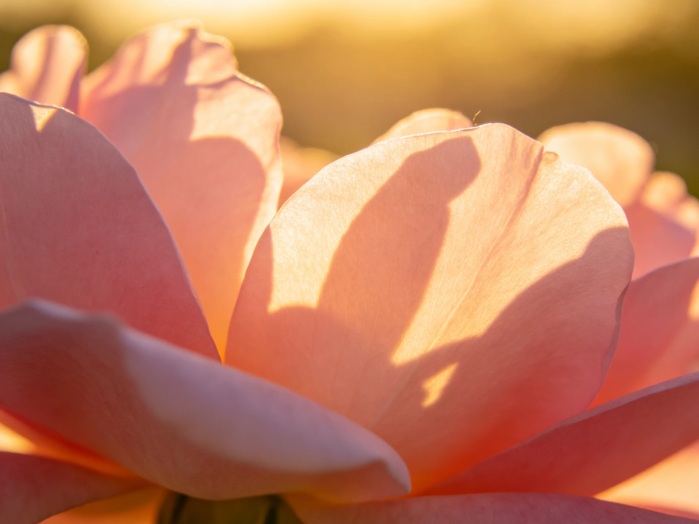 Soft pink flower petals with silhouetted shadow patterns