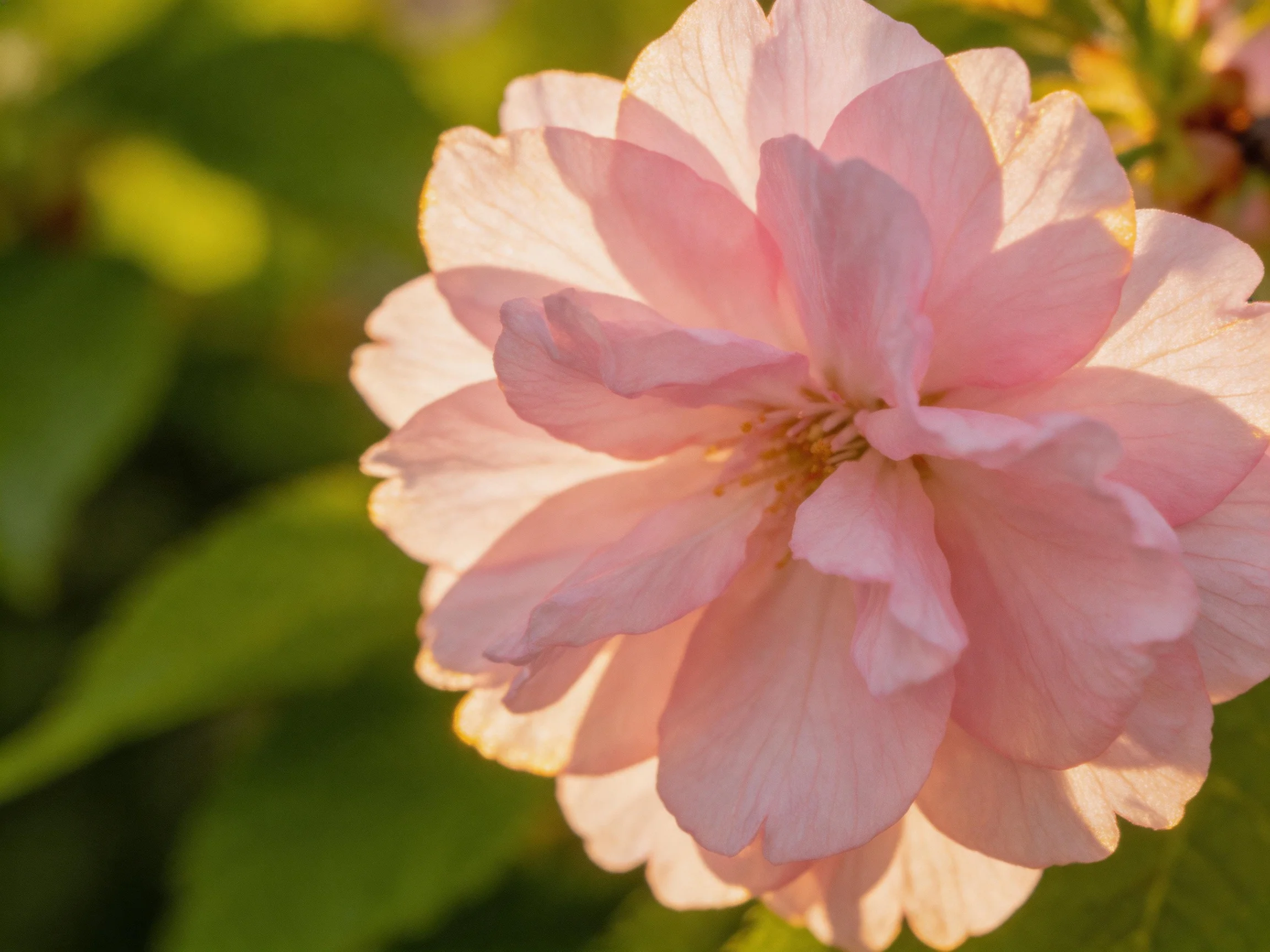Soft pink flower with layered petals among green foliage