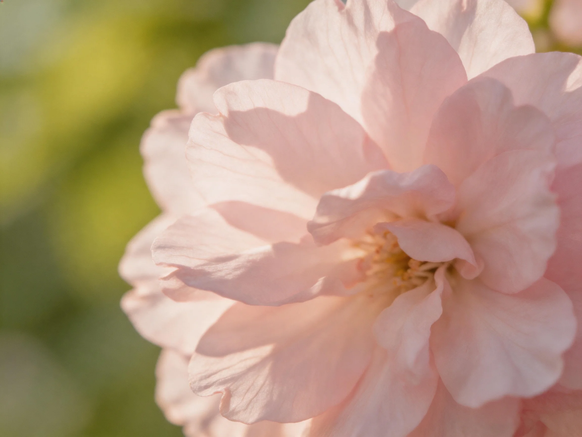 Soft pink flower with layered petals and blurred green backdrop.