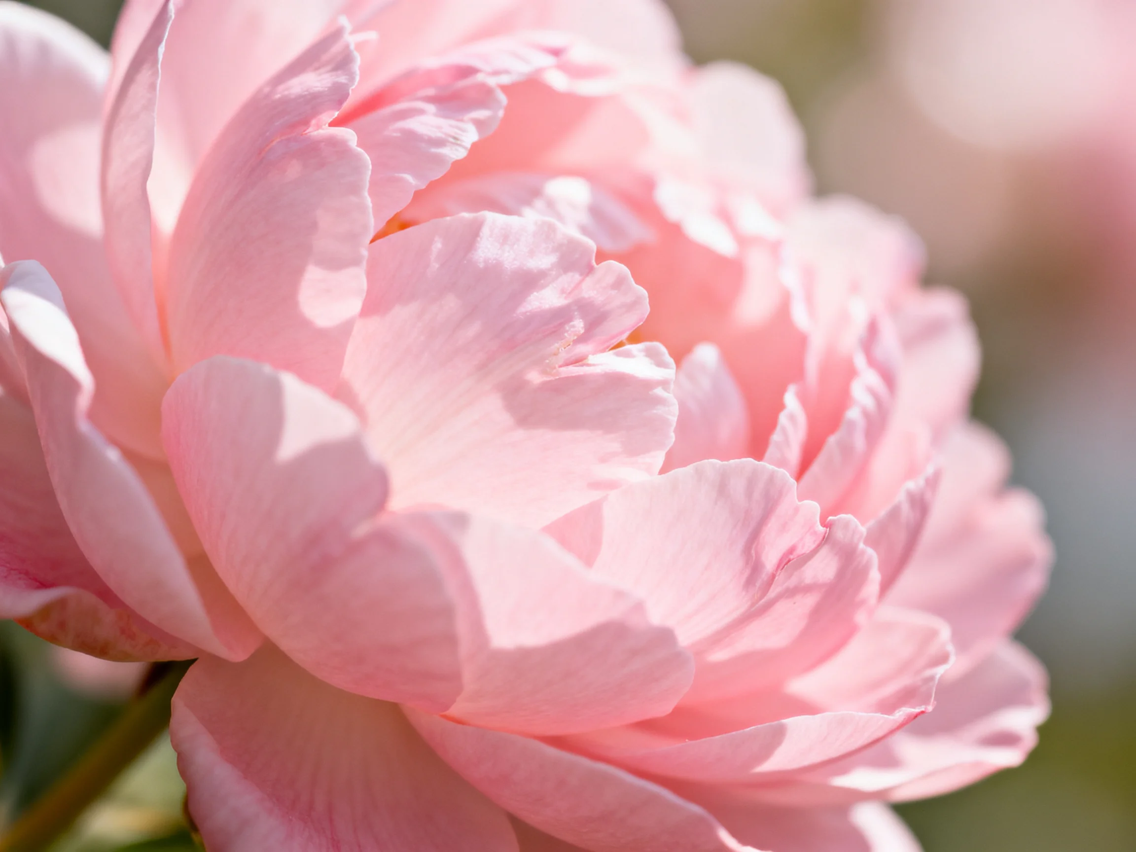 Soft pink peony with layered petals