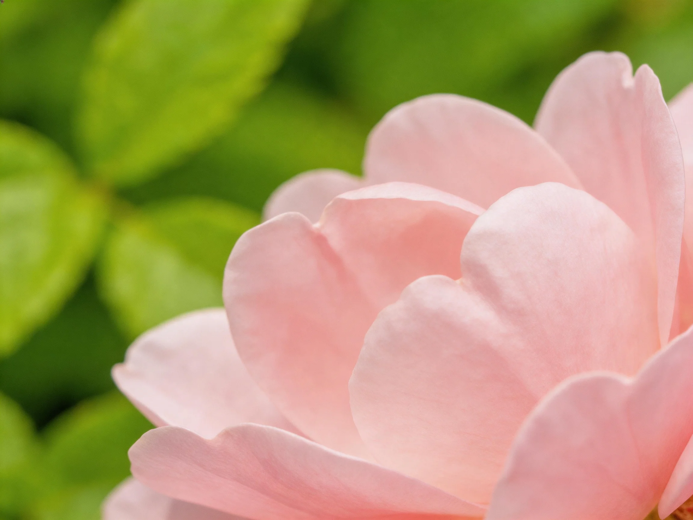 Soft pink rose petals with green leafy surroundings
