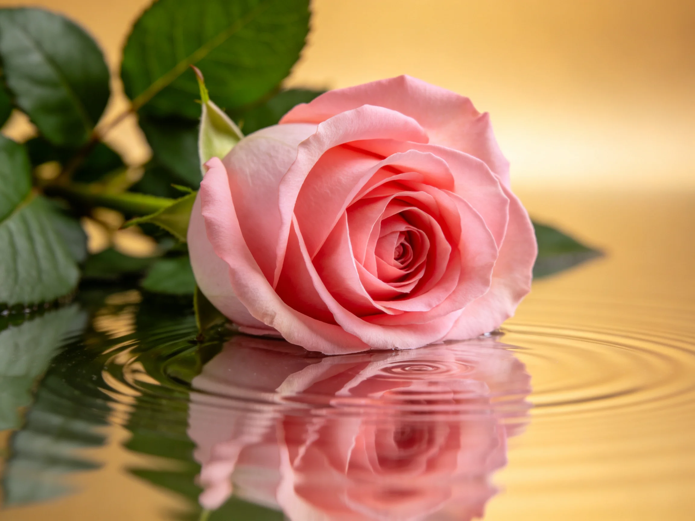 Soft pink rose resting on rippling water with green foliage