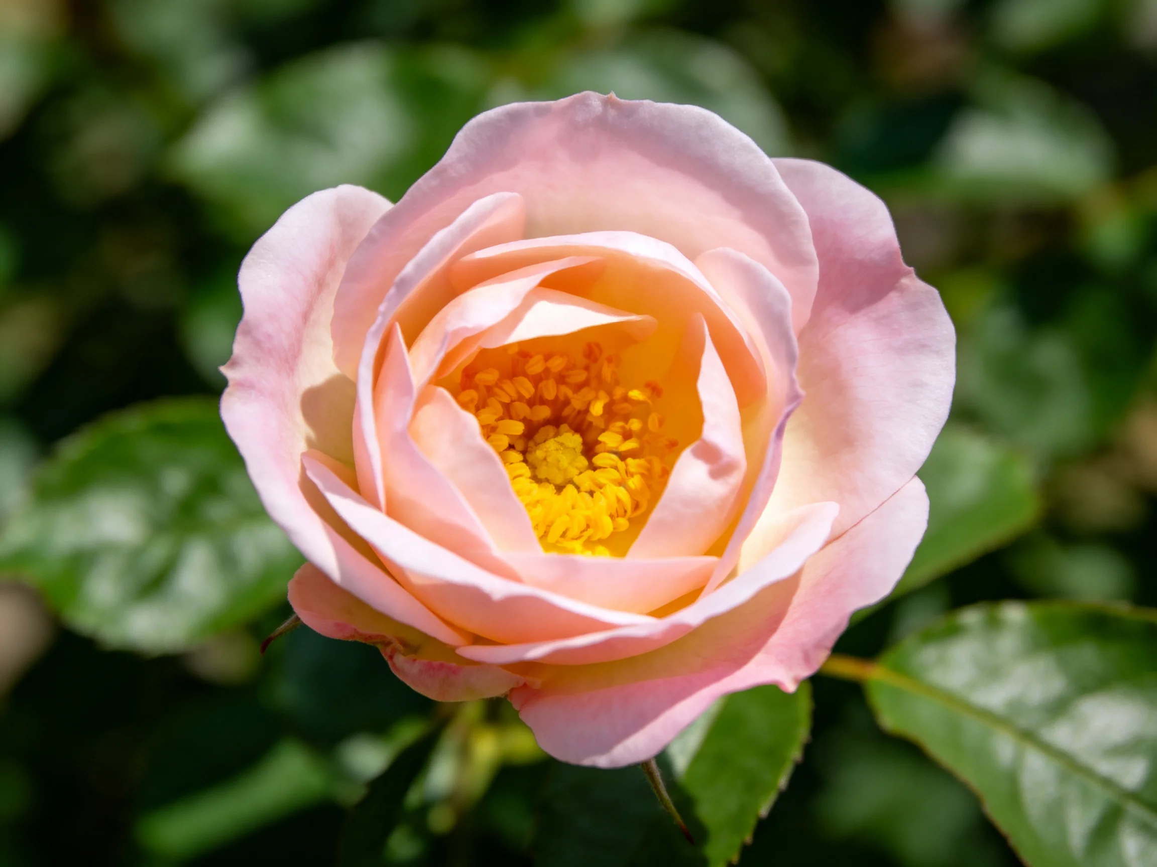 Soft pink rose with vibrant yellow center amid green foliage