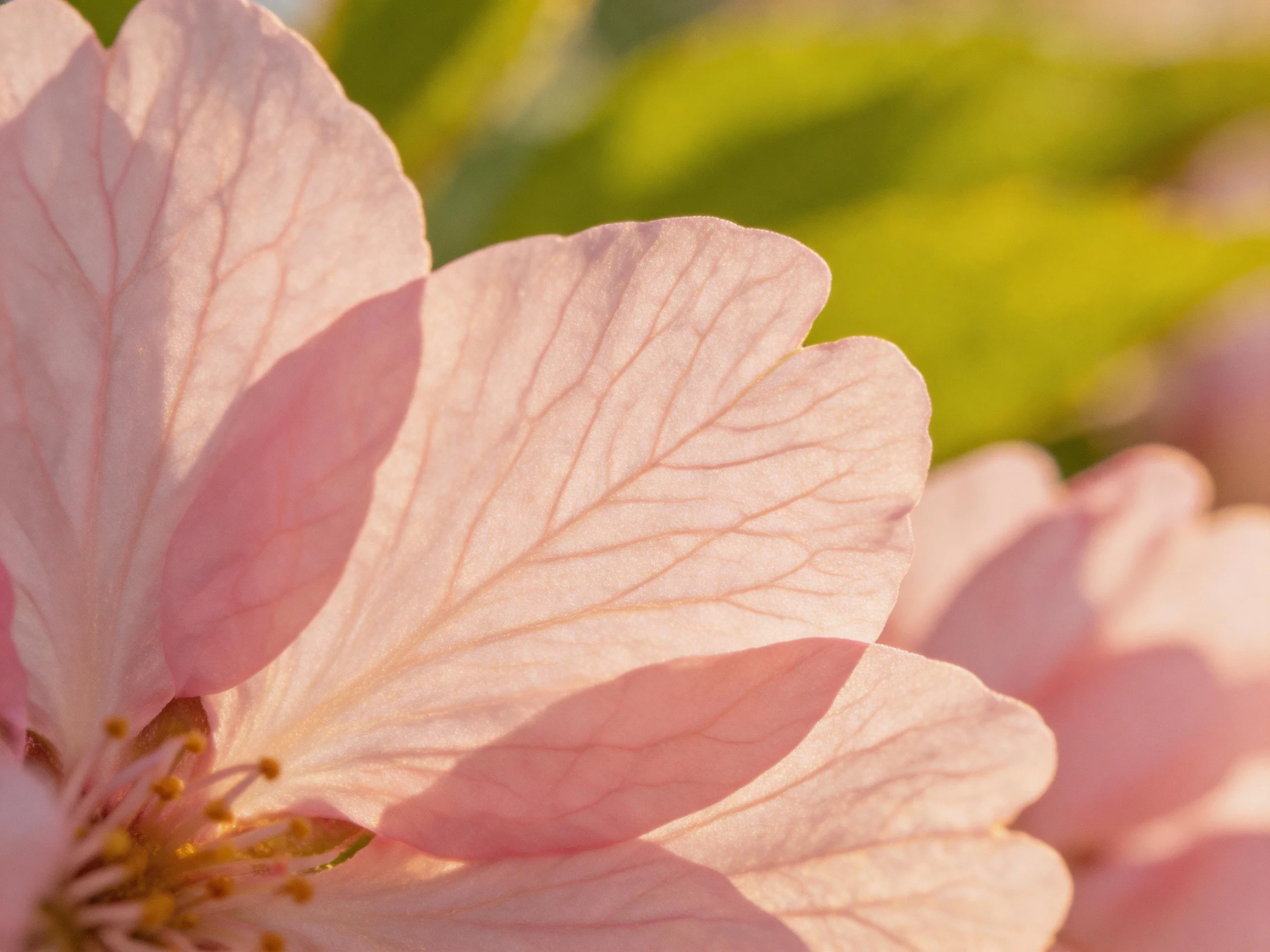 Softly lit delicate pink cherry blossom petals with golden centers and green backdrop