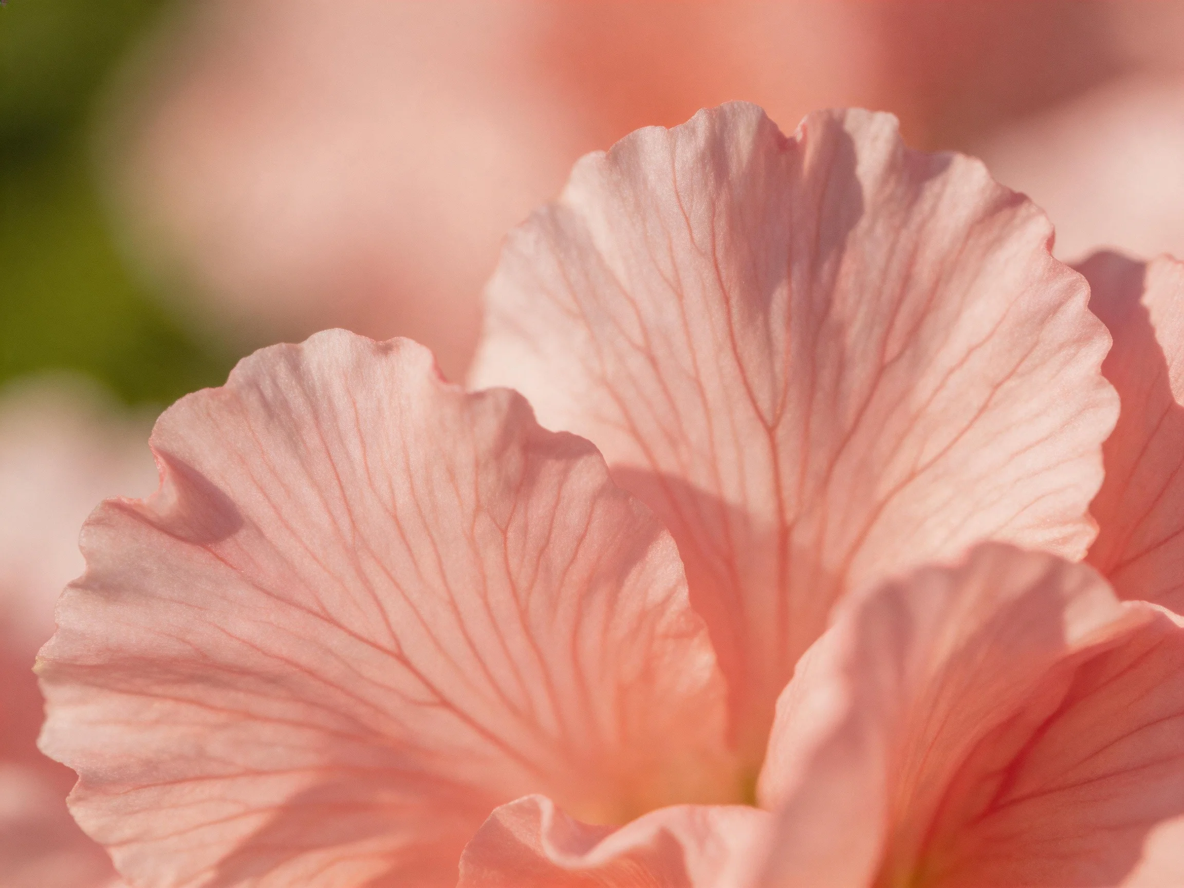 Softly lit pink flower petals with intricate vein details