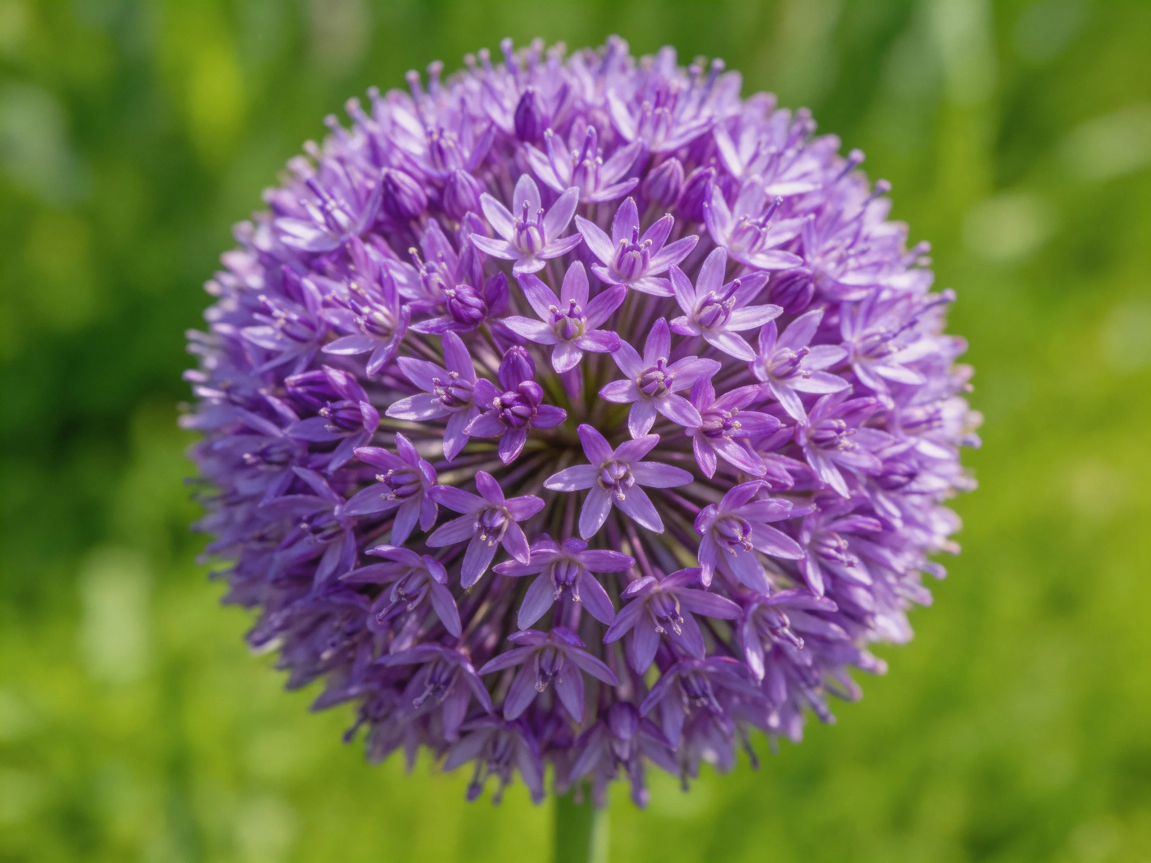 Spherical cluster of vibrant purple allium blooms with lush green backdrop