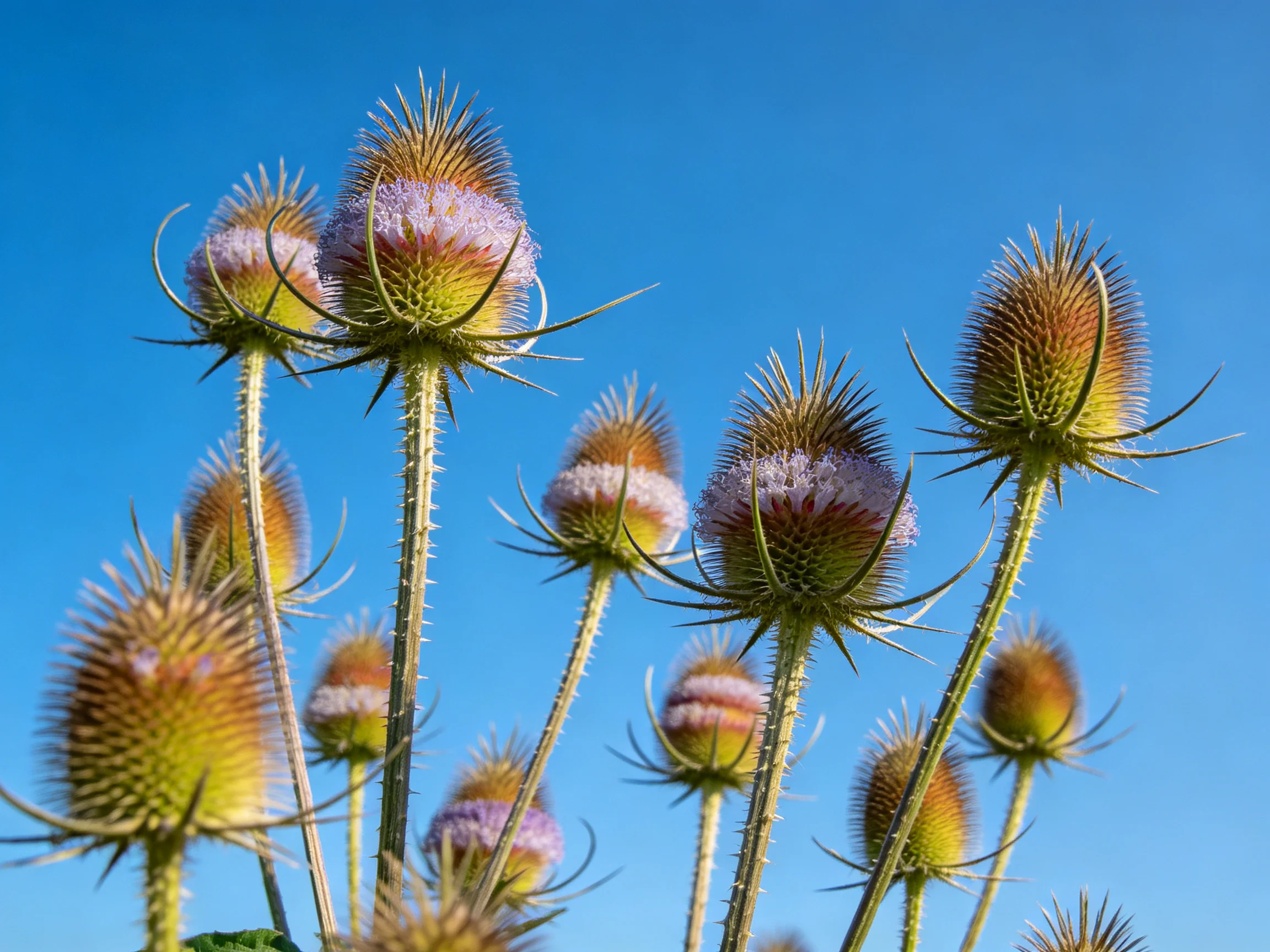 Spiky thistle blooms with purple accents against clear blue sky