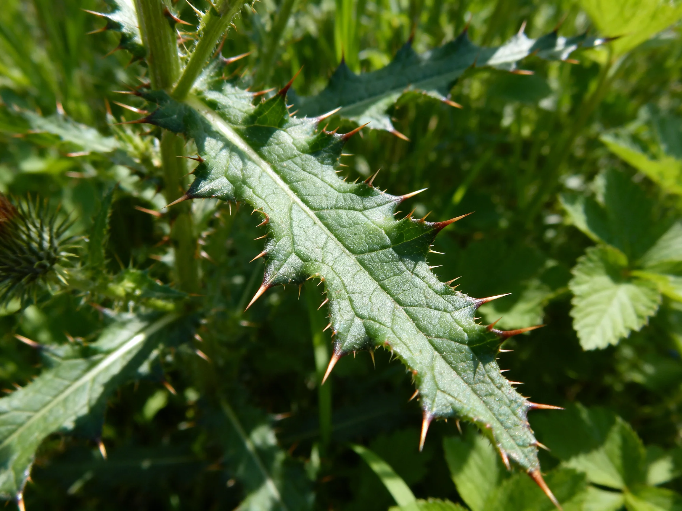 Thorny Plant with Spiked Green Leaves Among Dense Vegetation