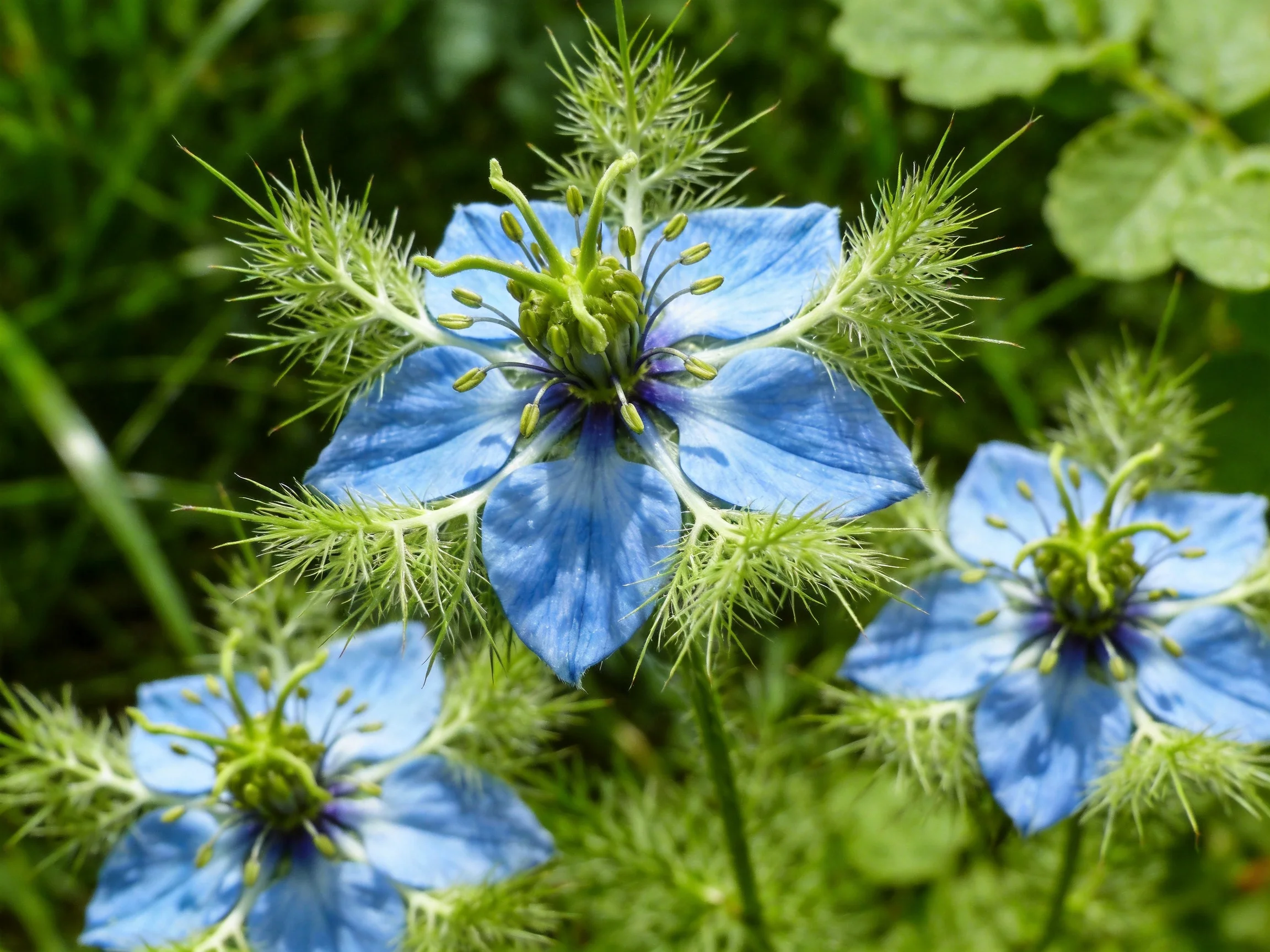 Three bright blue nigella flowers surrounded by lush greenery