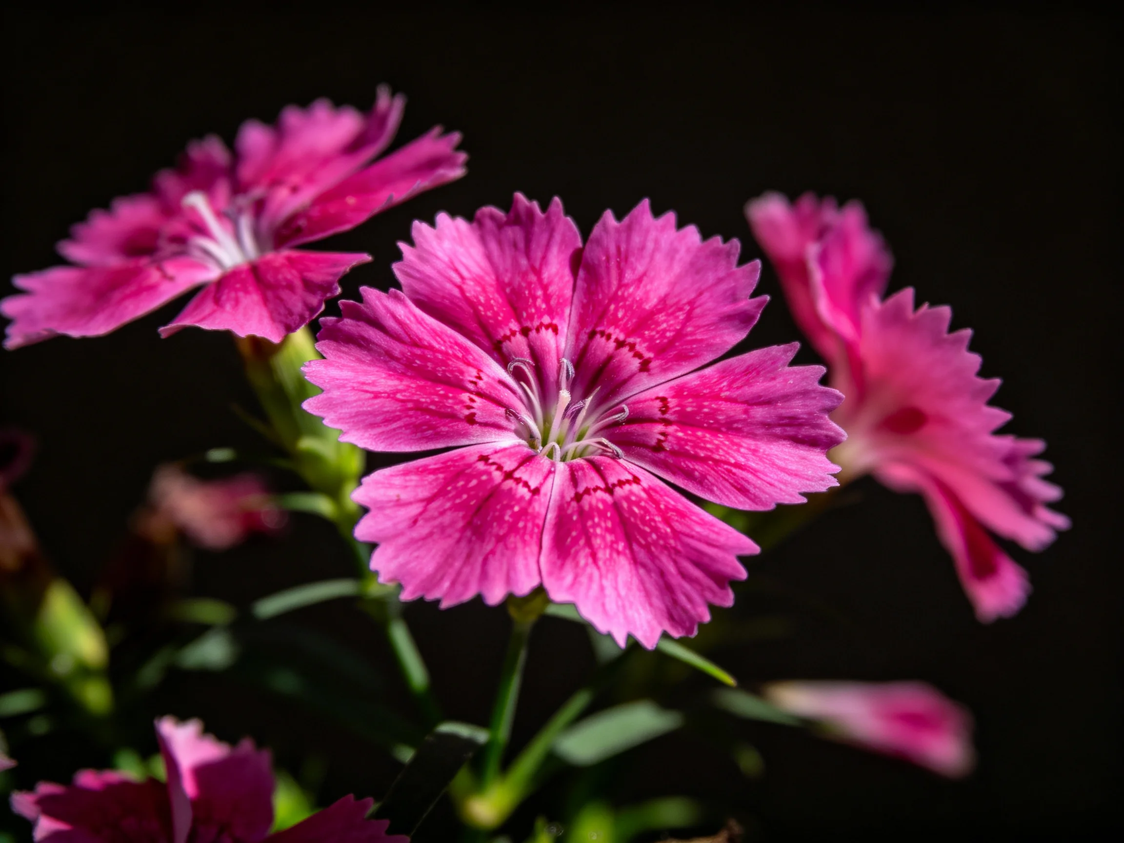 Three bright pink flowers with textured petals on a dark backdrop