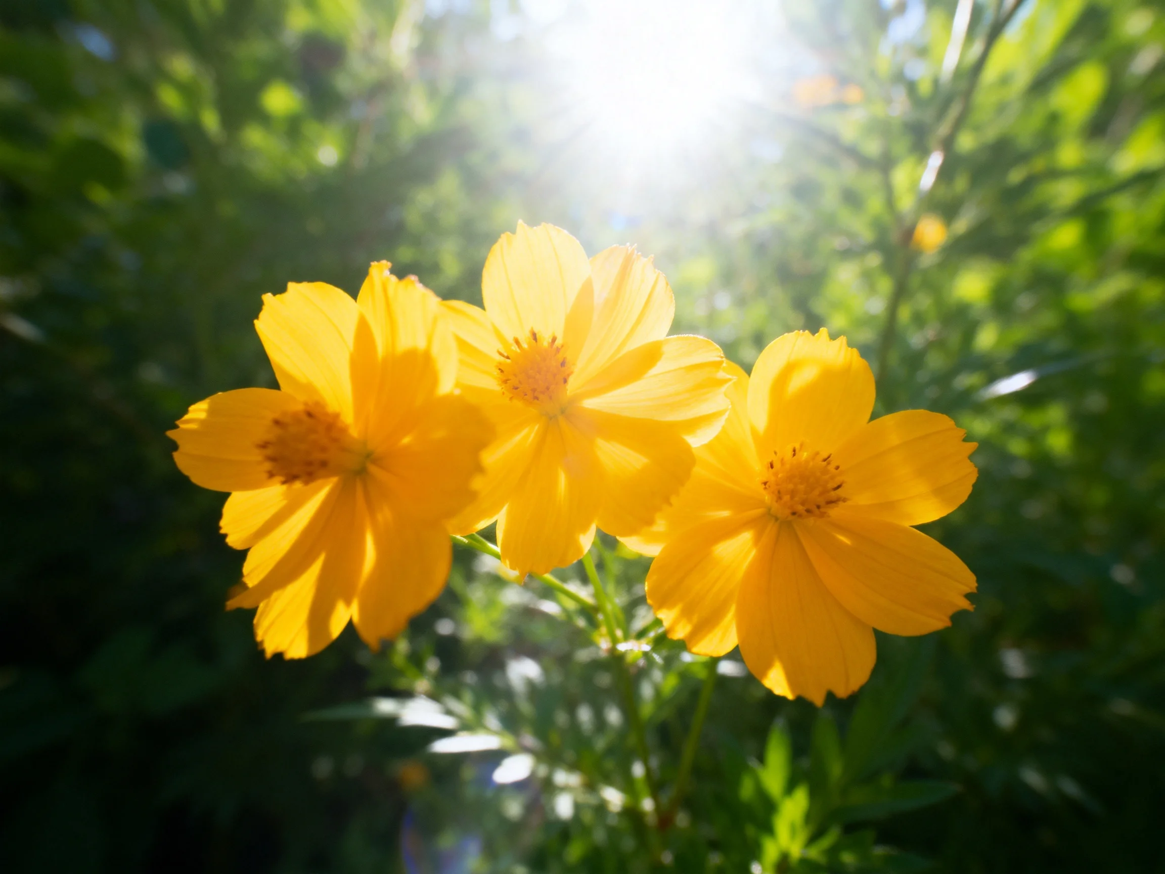 Three bright yellow cosmos flowers shine amid lush greenery