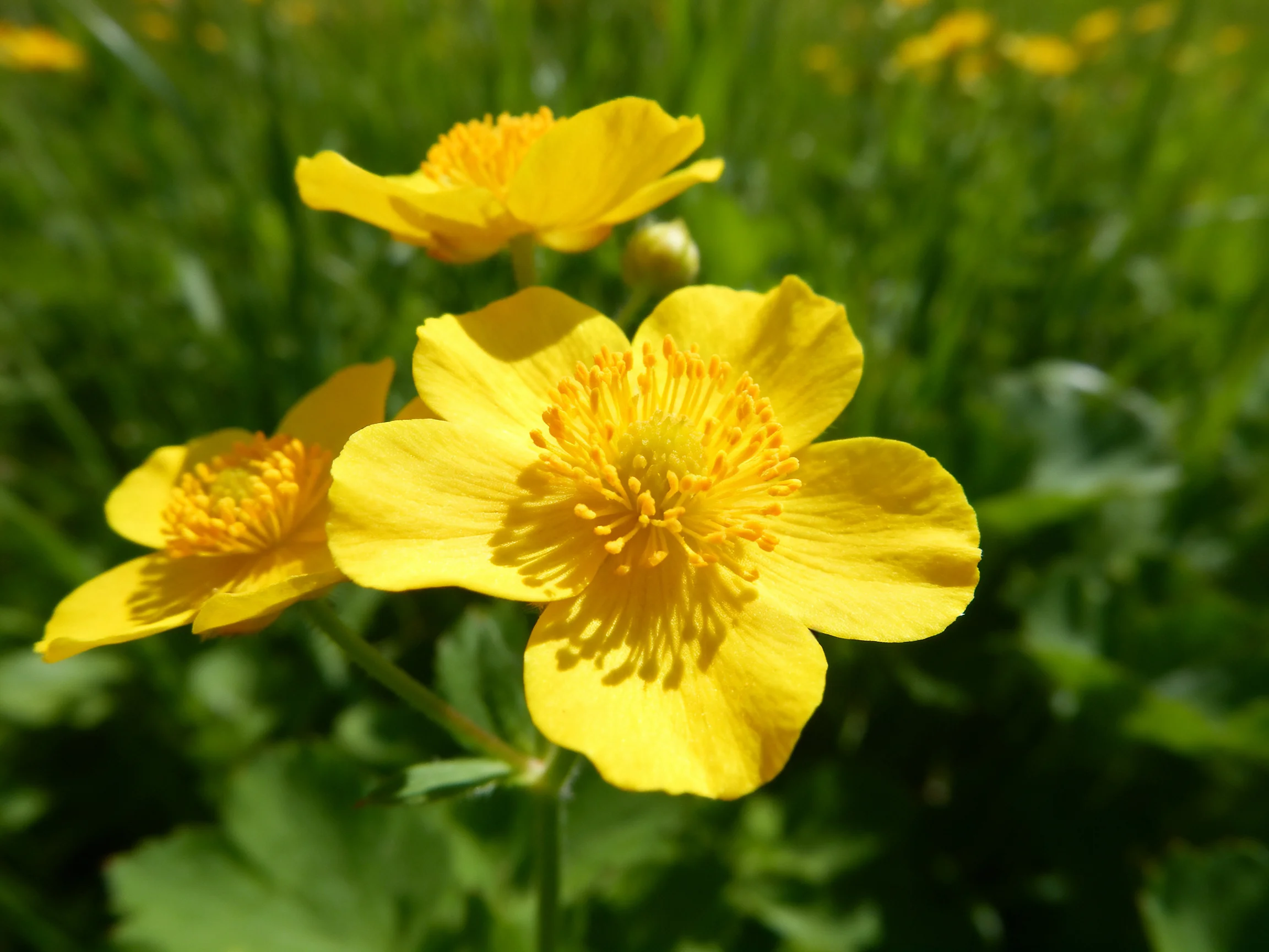 Three bright yellow wildflowers bloom amid lush green foliage