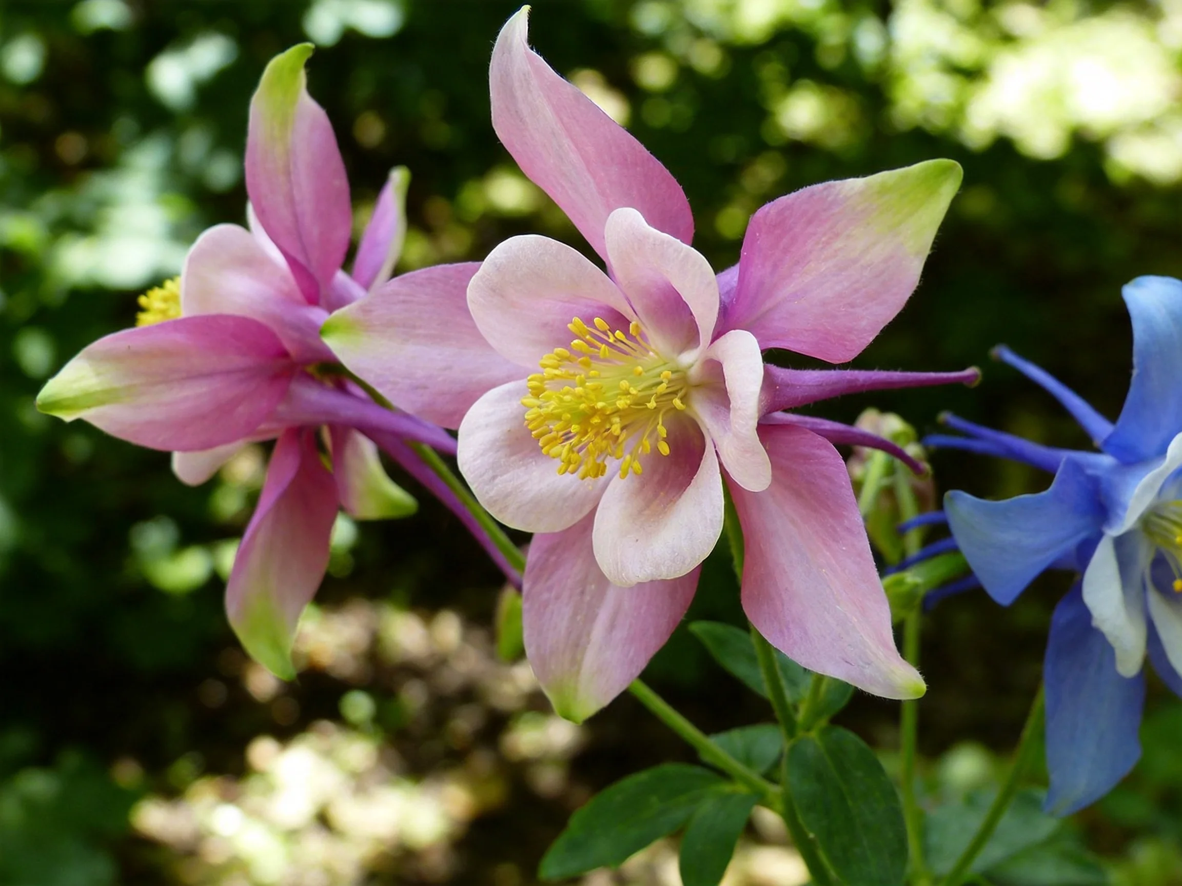 Three columbine flowers in pink and blue hues bloom amid green foliage