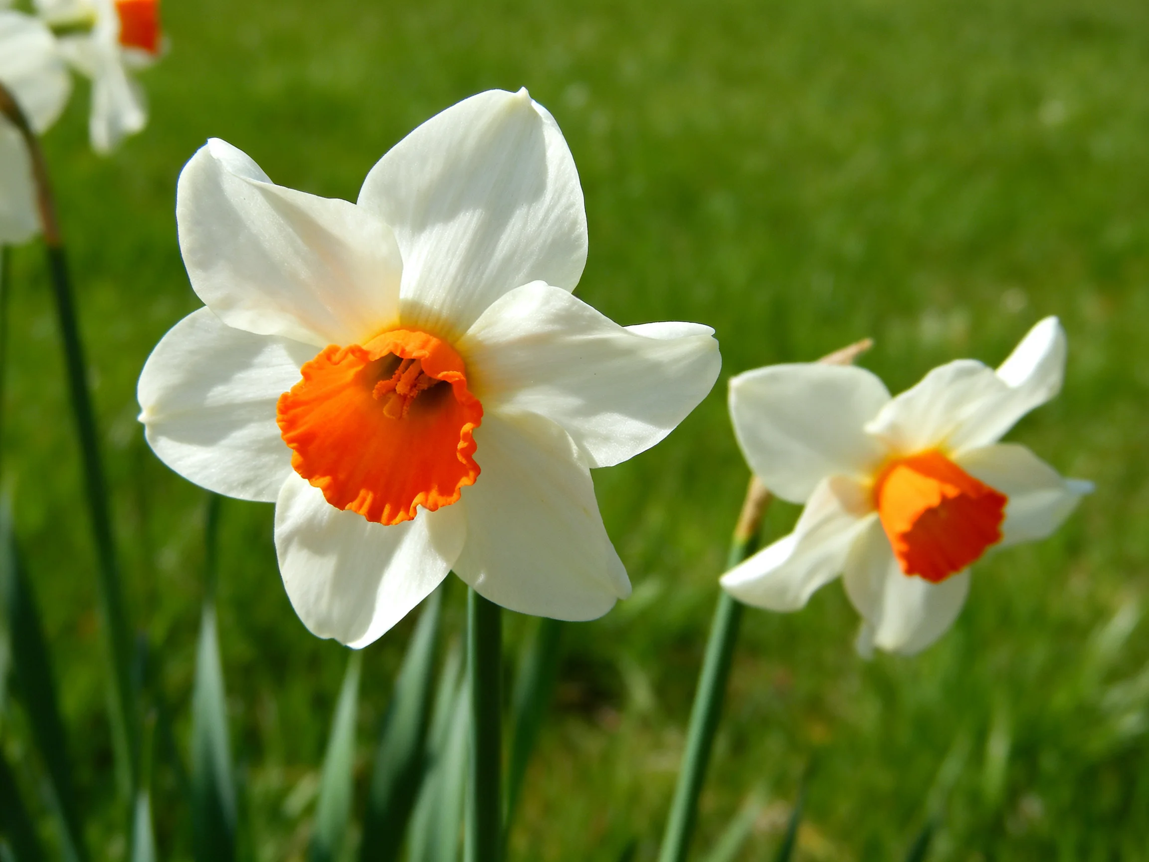 Three daffodils with white petals and bright orange centers in green grass
